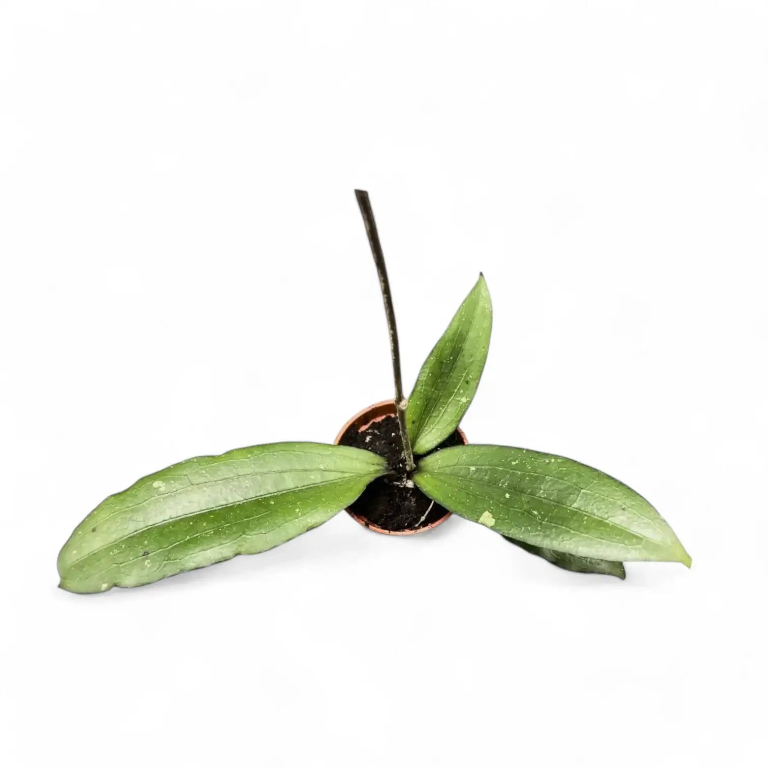 Hoya erythrina potted houseplant in nursery pot on white background, product photo 3.