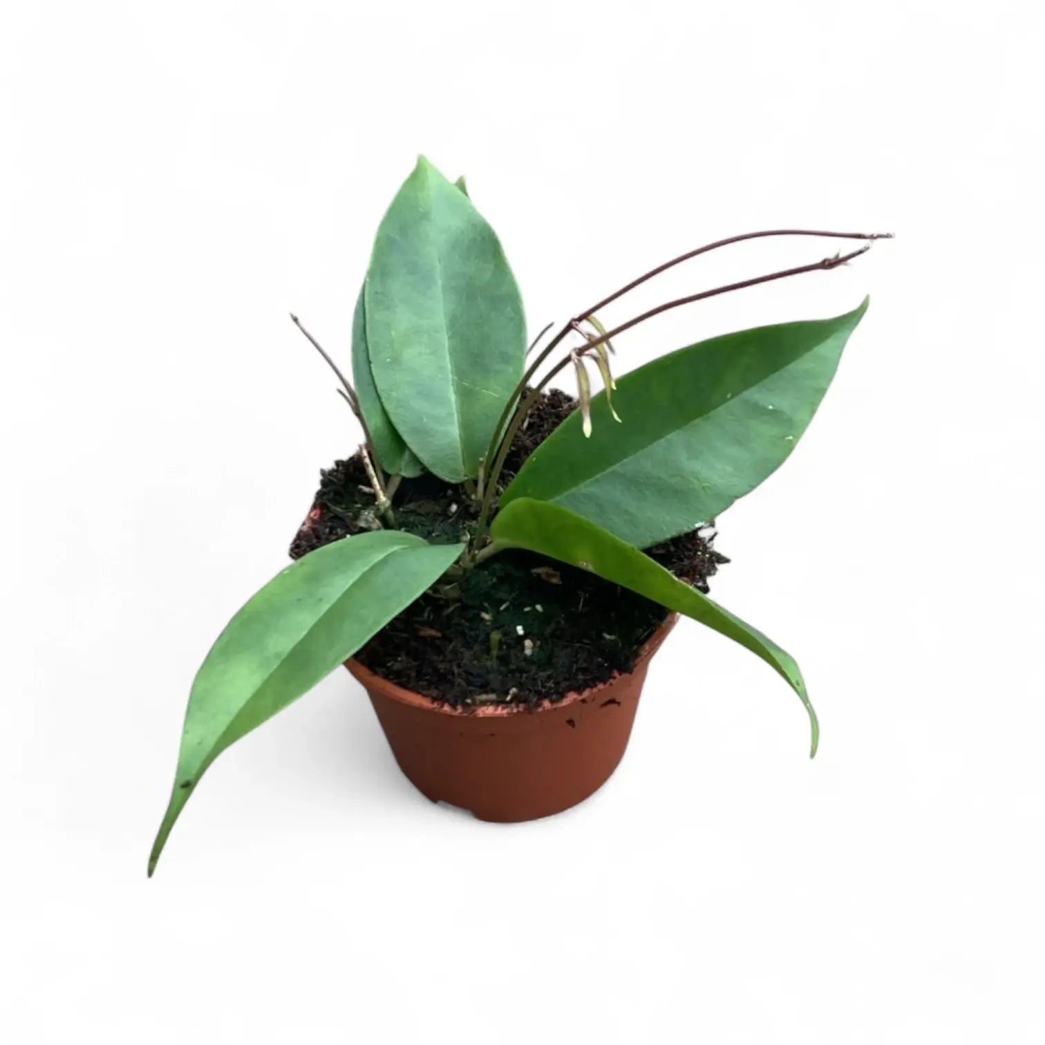 Hoya exilis Zimmerpflanze im Anzuchttopf vor weiĂźem Hintergrund, Produktfoto 2.