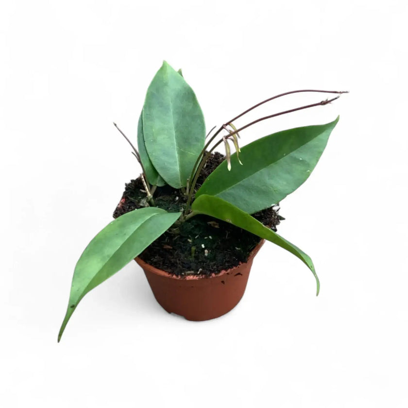 Hoya exilis Zimmerpflanze im Anzuchttopf vor weißem Hintergrund, Produktfoto 2.