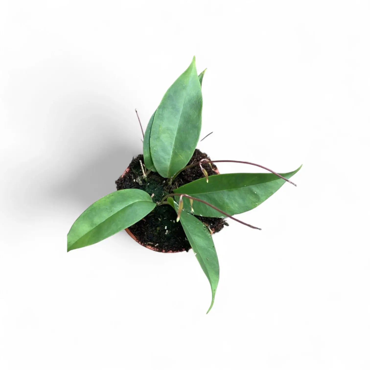 Hoya exilis Zimmerpflanze im Anzuchttopf vor weiĂźem Hintergrund, Produktfoto 3.