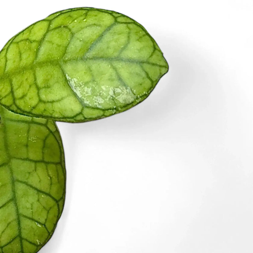 Hoya finlaysonii 'Round Leaf' â Blattdetail vor weiĂem Hintergrund..