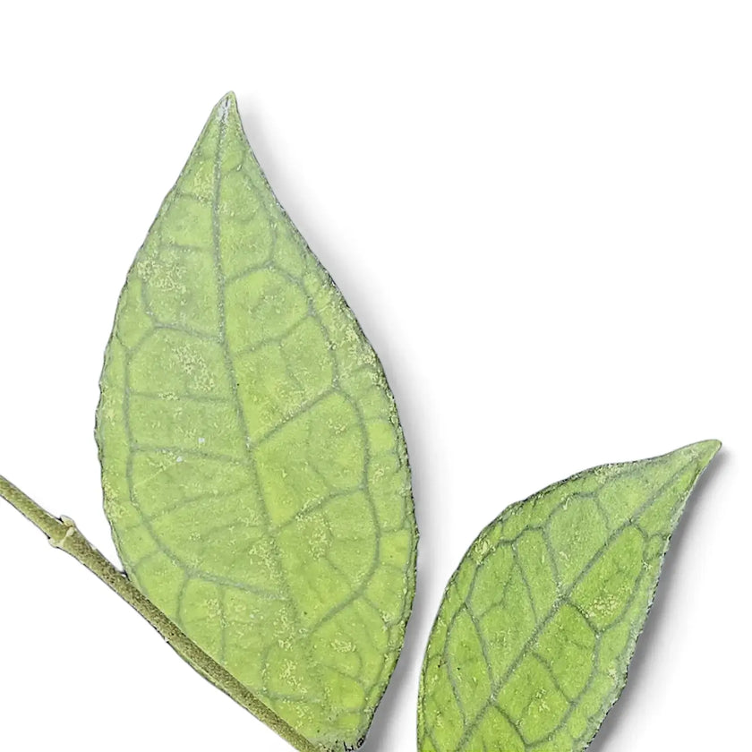 Hoya finlaysonii (Sarawak) – Blattdetail vor weißem Hintergrund..