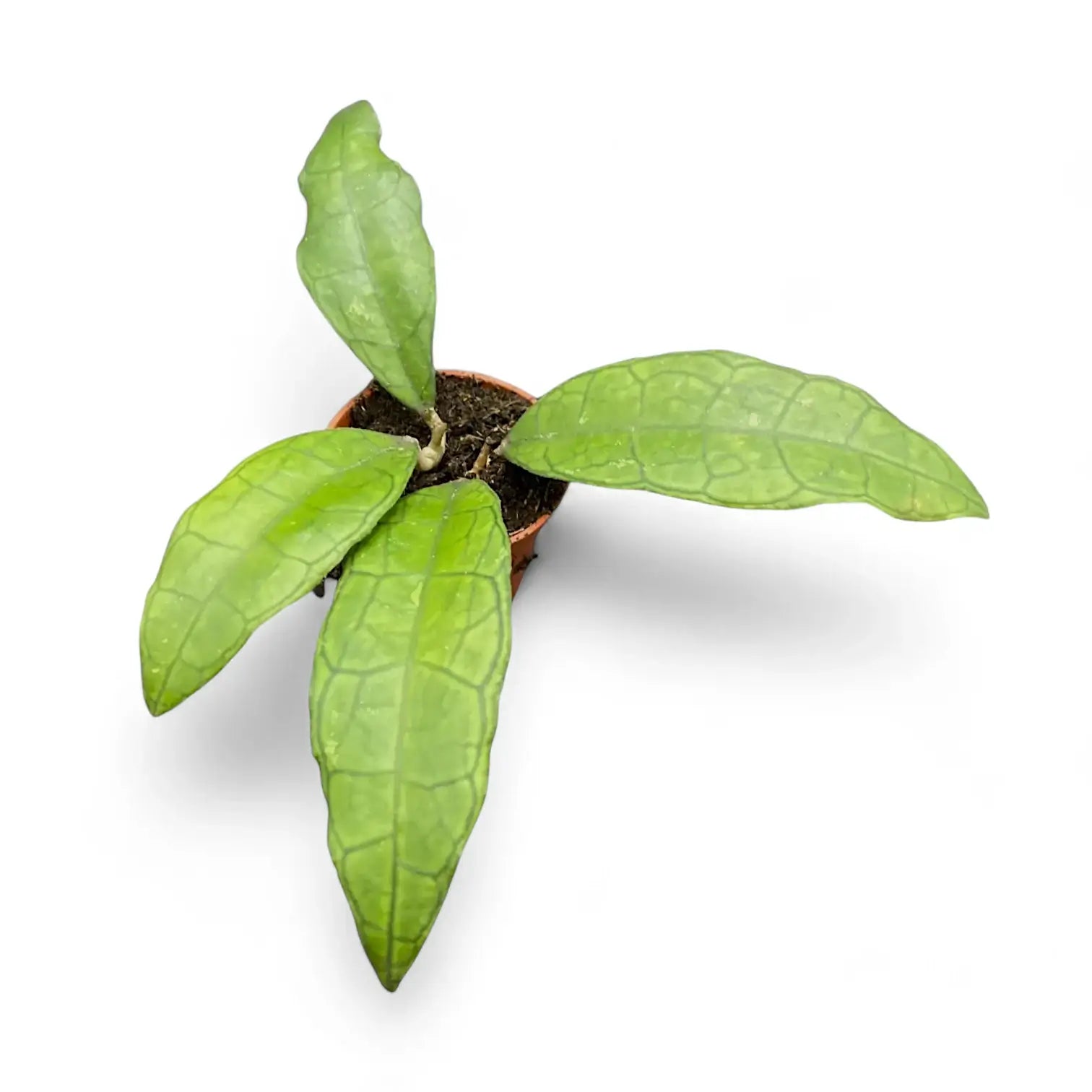 Hoya finlaysonii (Sukhirin) Zimmerpflanze im Anzuchttopf vor weiĂźem Hintergrund, Produktfoto 2.