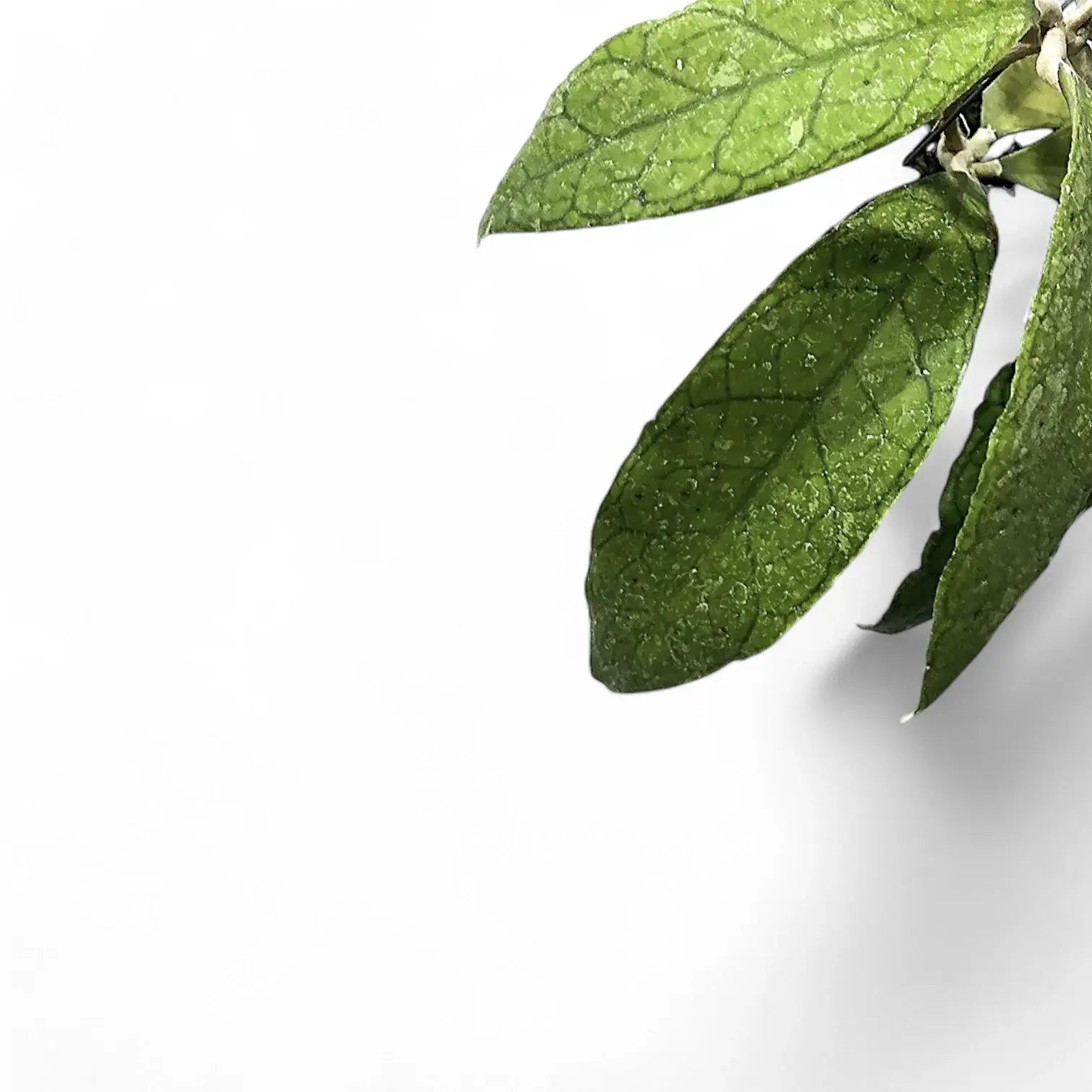 Hoya finlaysonii (Sukhirin) Zimmerpflanze im Anzuchttopf vor weiĂźem Hintergrund, Produktfoto 3.