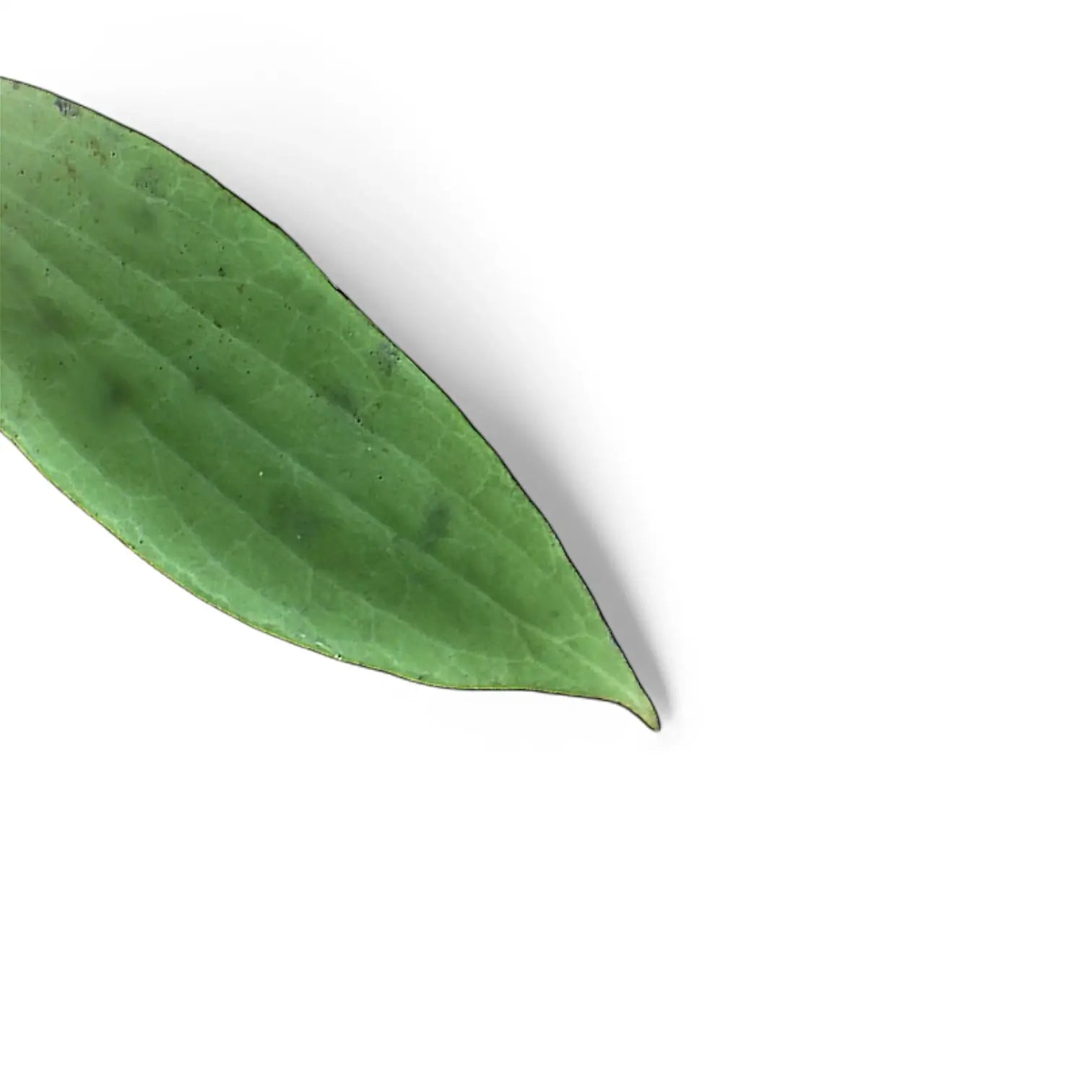 Hoya fischeriana leaf close-up on white background.