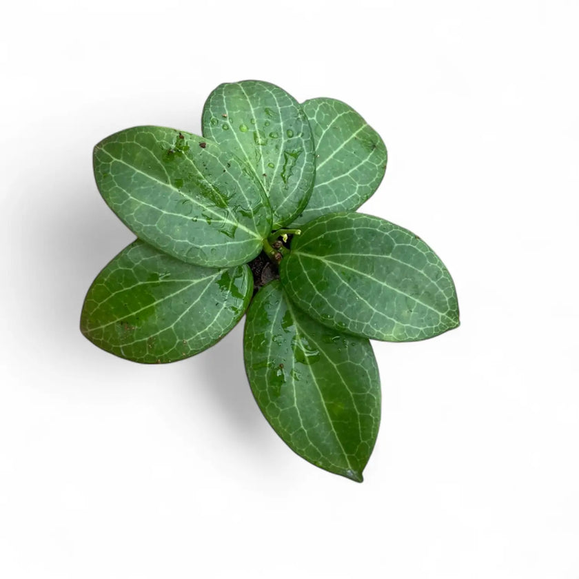 Hoya fitchii Zimmerpflanze im Anzuchttopf vor weißem Hintergrund, Produktfoto 2.