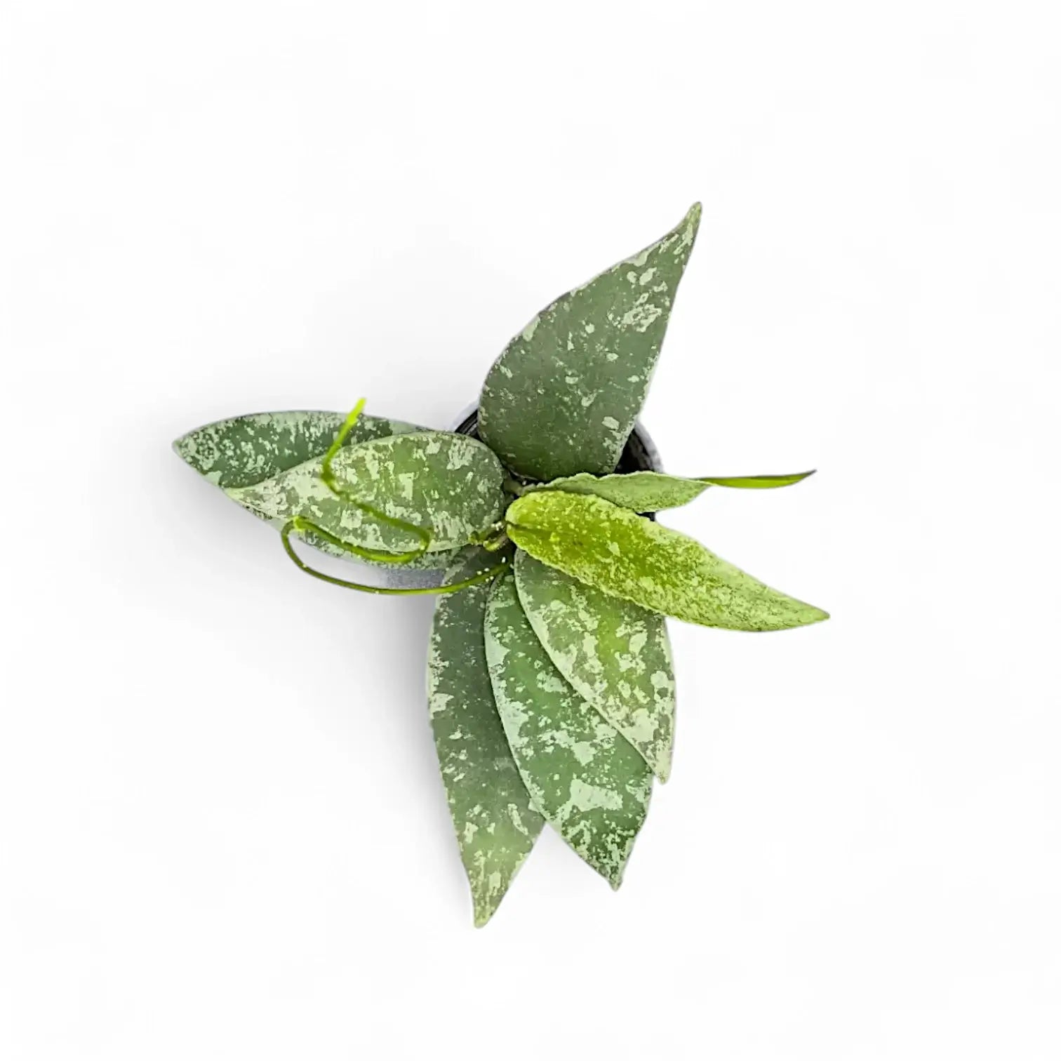 Hoya flagellata (Silver Form) Zimmerpflanze im Anzuchttopf vor weiĂźem Hintergrund, Produktfoto 2.