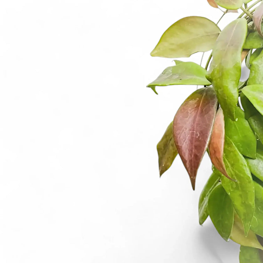 Hoya flavida – Blattdetail vor weißem Hintergrund..