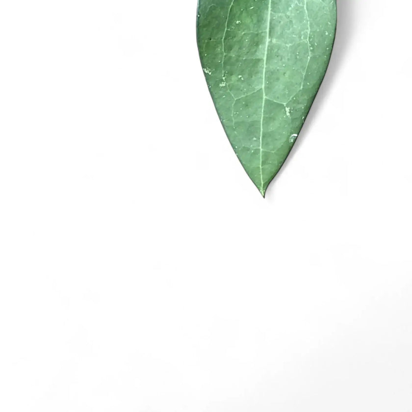 Hoya fuscomarginata (Hoya vitellina) – Blattdetail vor weißem Hintergrund..