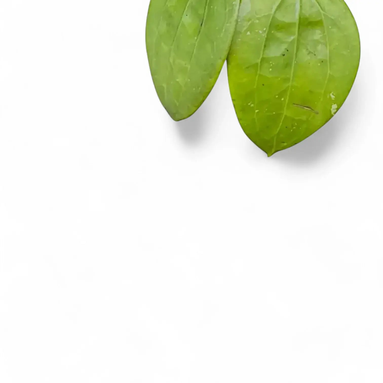 Hoya glabra 'Black Margin' – Blattdetail vor weißem Hintergrund..