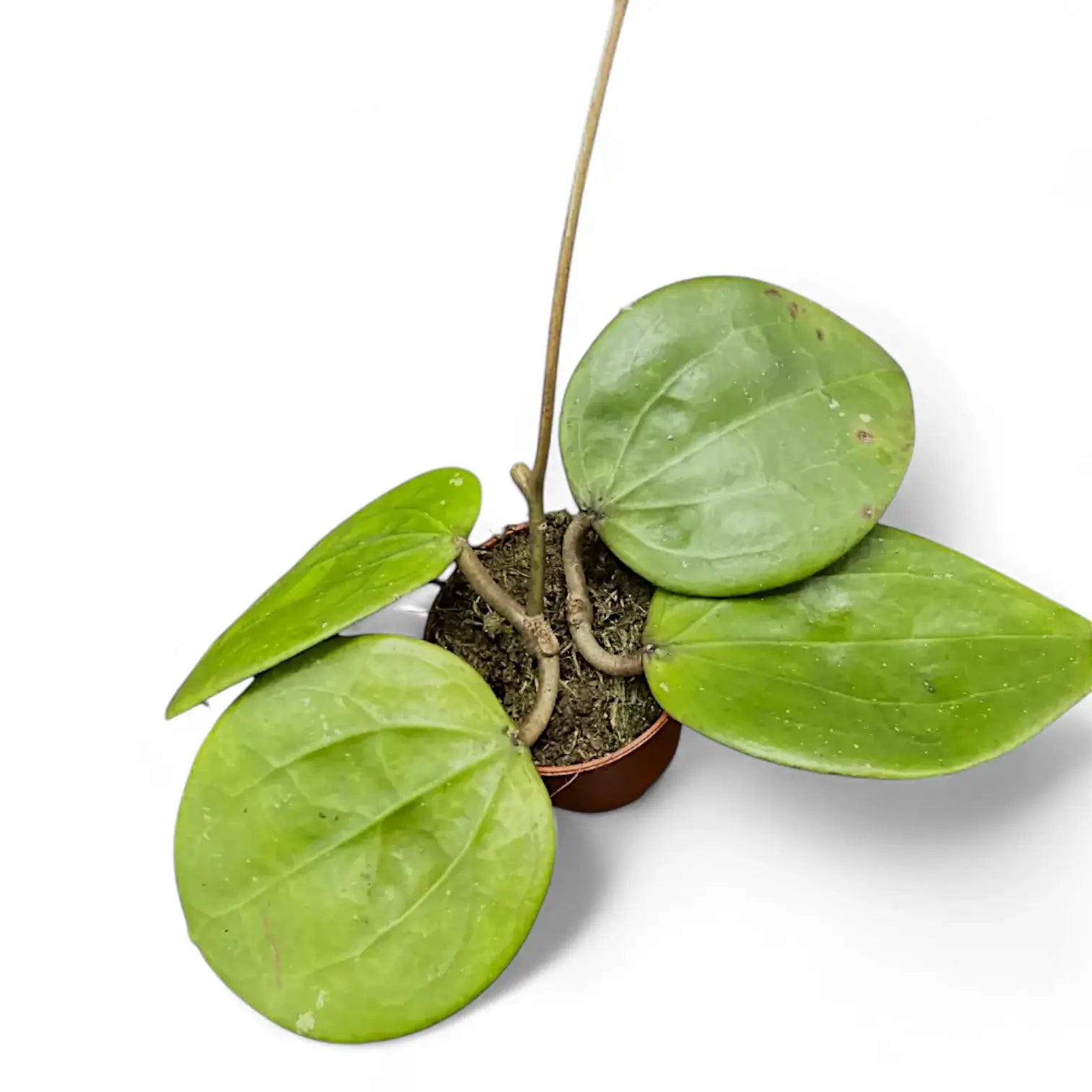 Hoya glabra 'Black Margin' Zimmerpflanze im Anzuchttopf vor weiĂźem Hintergrund, Produktfoto 2.
