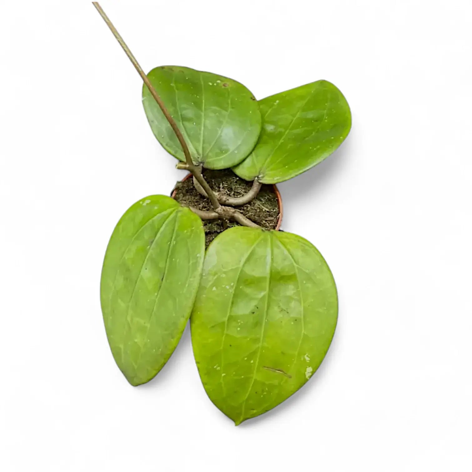 Hoya glabra 'Black Margin' Zimmerpflanze im Anzuchttopf vor weiĂźem Hintergrund, Produktfoto 3.