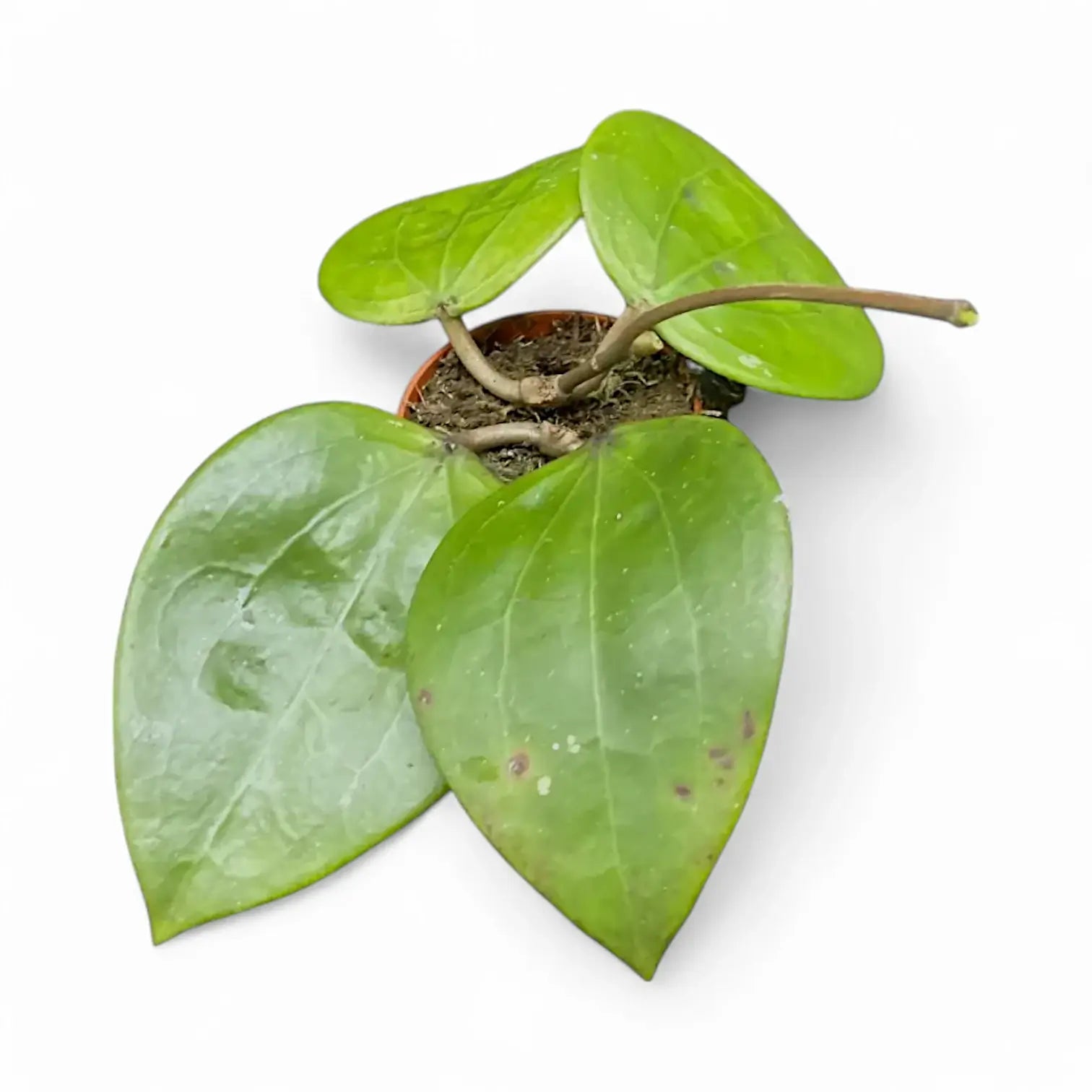 Hoya glabra 'Black Margin' Zimmerpflanze im Anzuchttopf vor weiĂźem Hintergrund, Produktfoto 4.