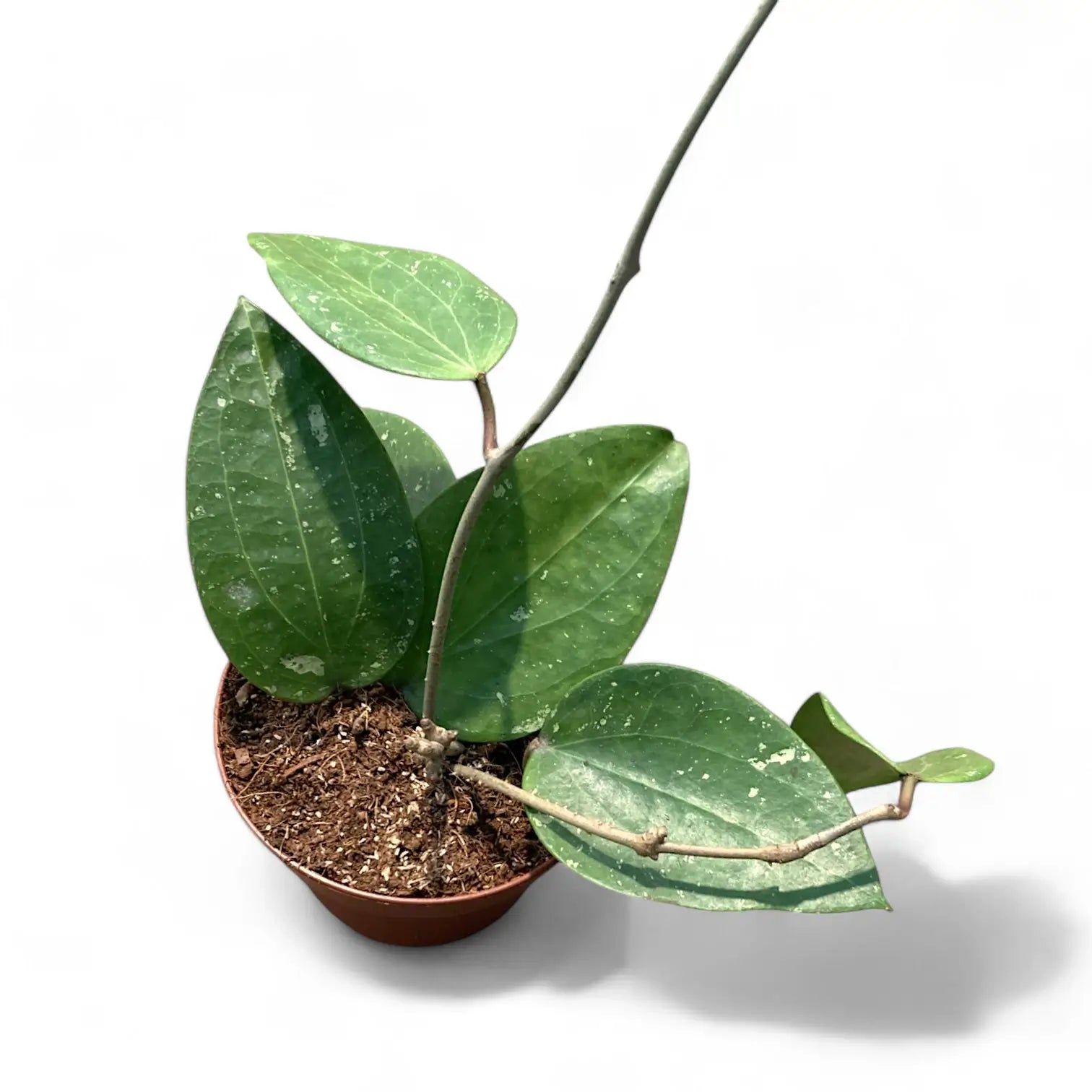 Hoya glabra 'Splash' potted houseplant in nursery pot on white background, product photo 2.