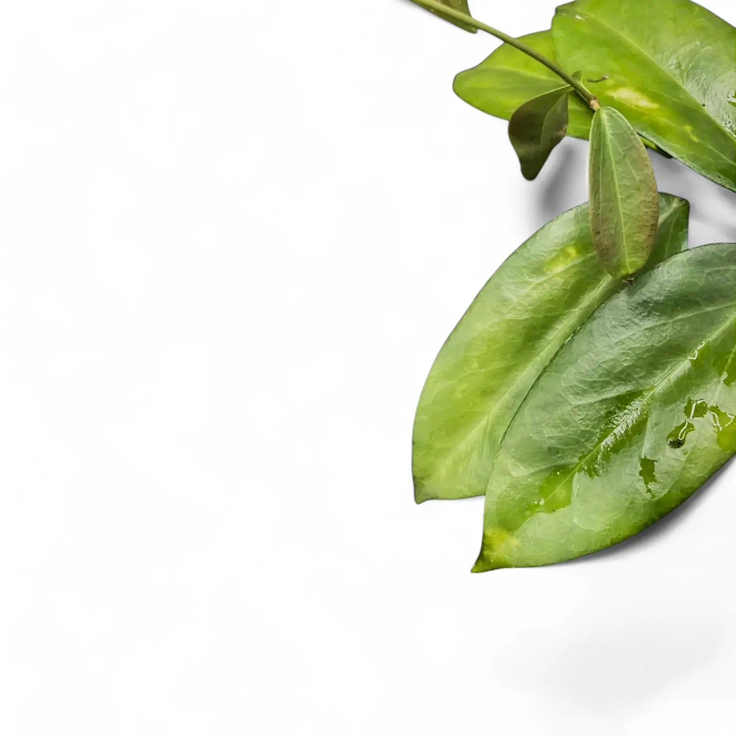 Hoya globulifera – Blattdetail vor weißem Hintergrund..