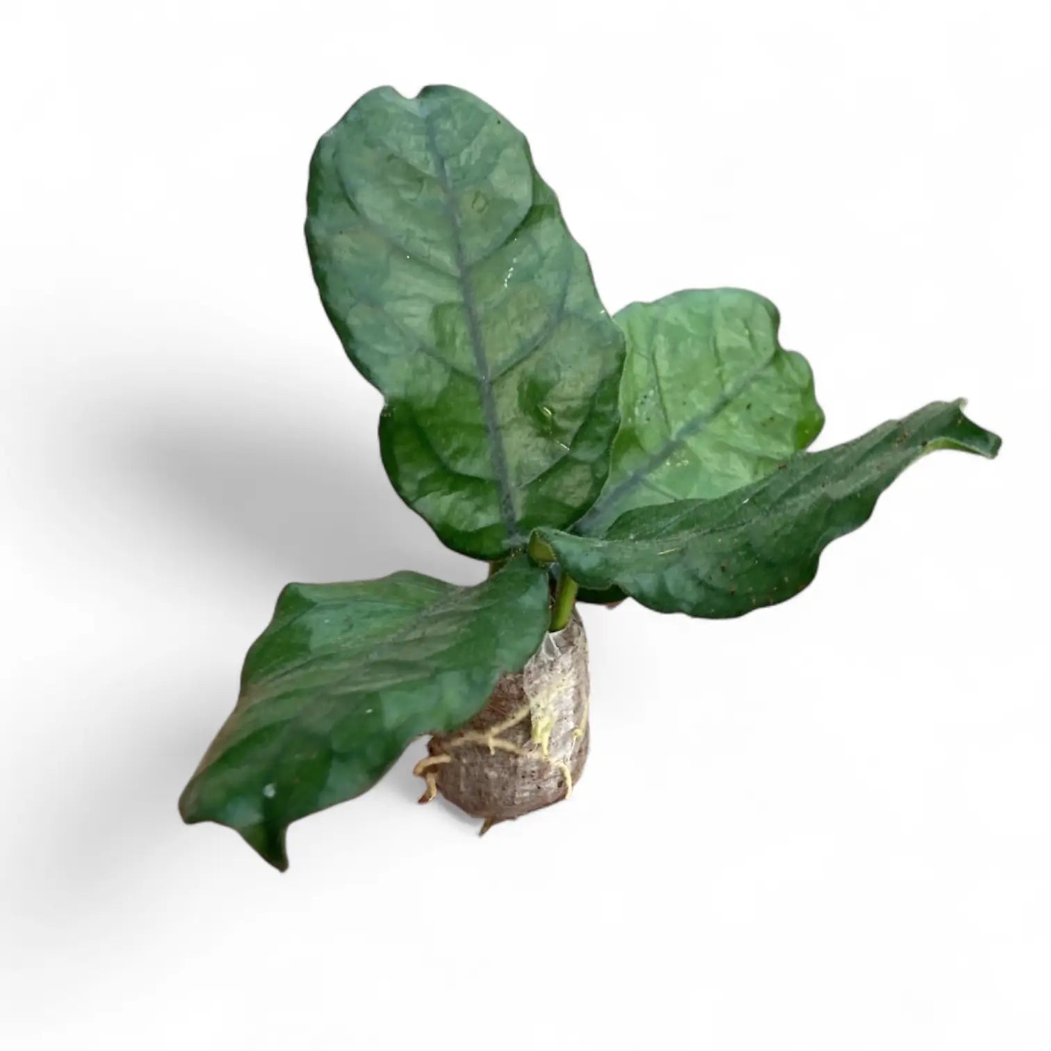 Hoya globulosa (villosa) potted houseplant in nursery pot on white background, product photo 2.