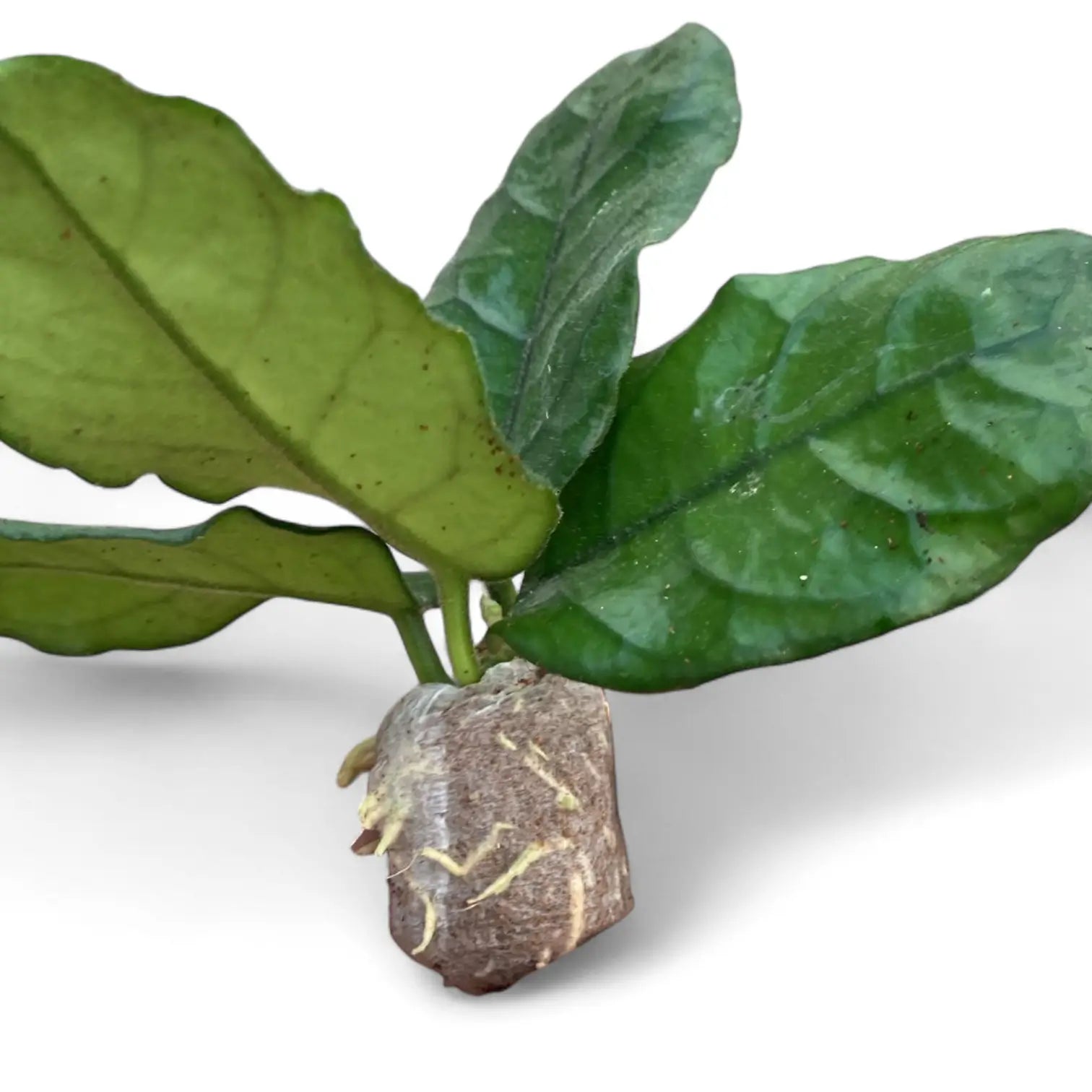 Hoya globulosa (villosa) potted houseplant in nursery pot on white background, product photo 3.