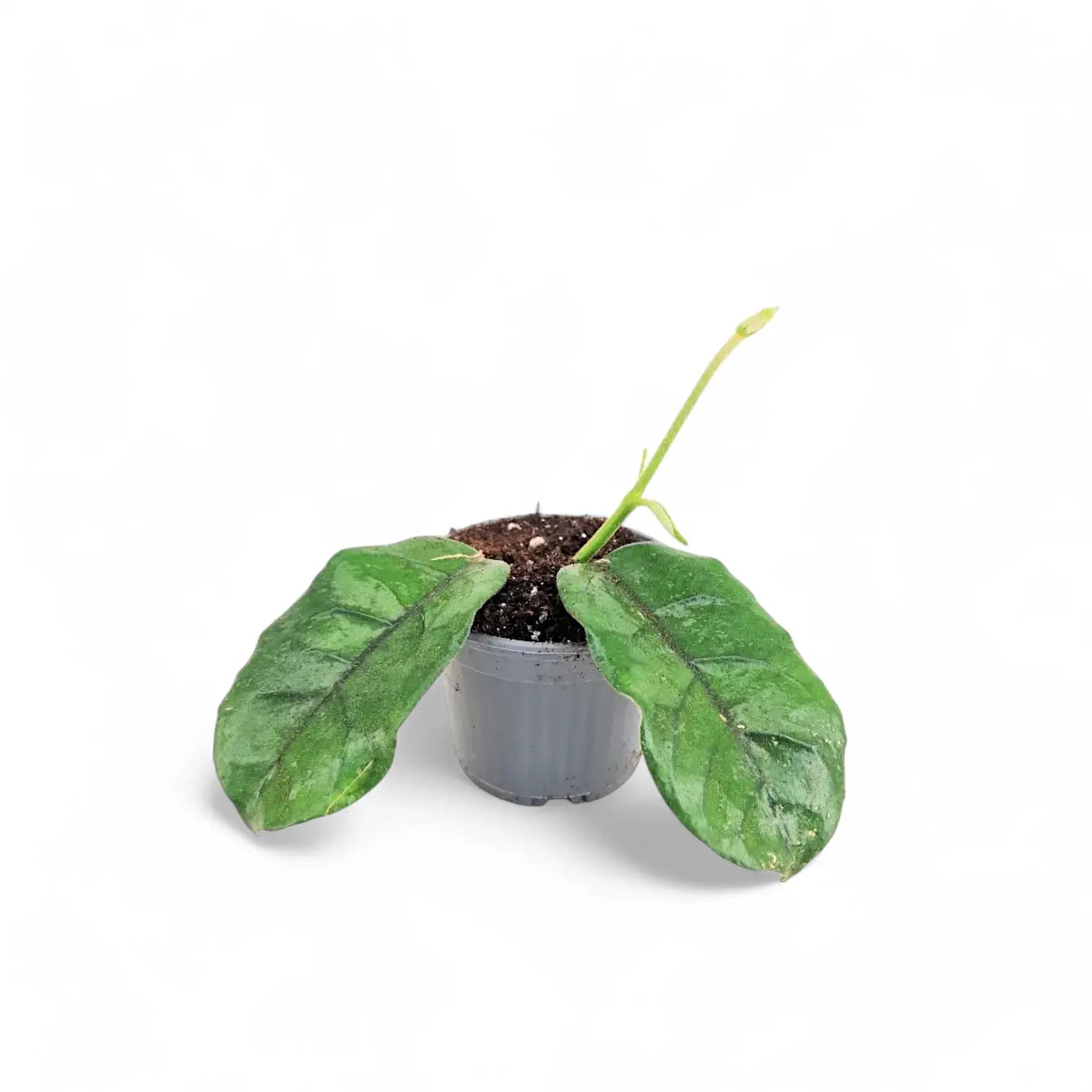 Hoya globulosa (villosa) Cao Bang potted houseplant in nursery pot on white background, product photo 2.