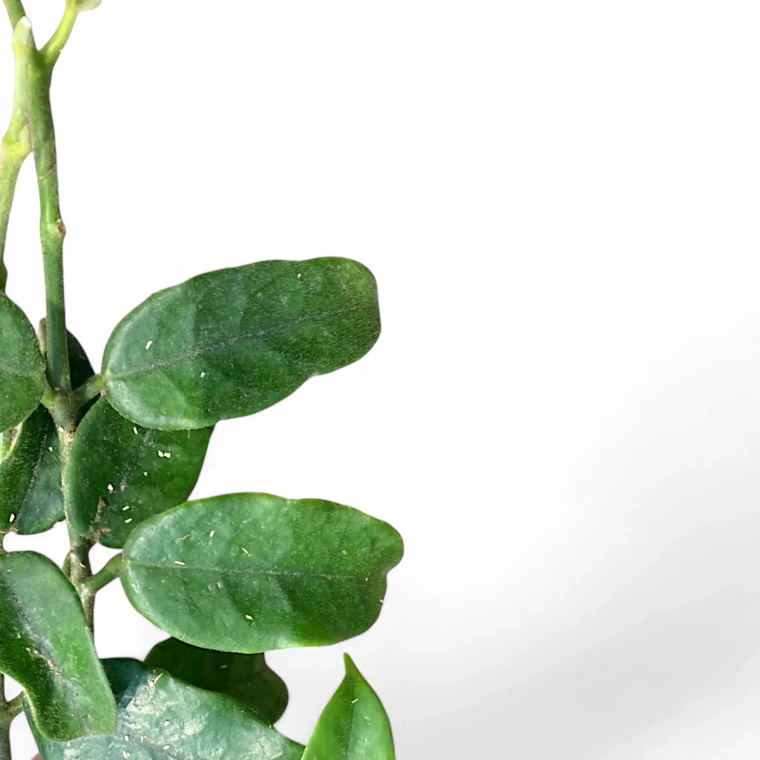 Hoya globulosa (villosa) 'Long Leaf' leaf close-up on white background.