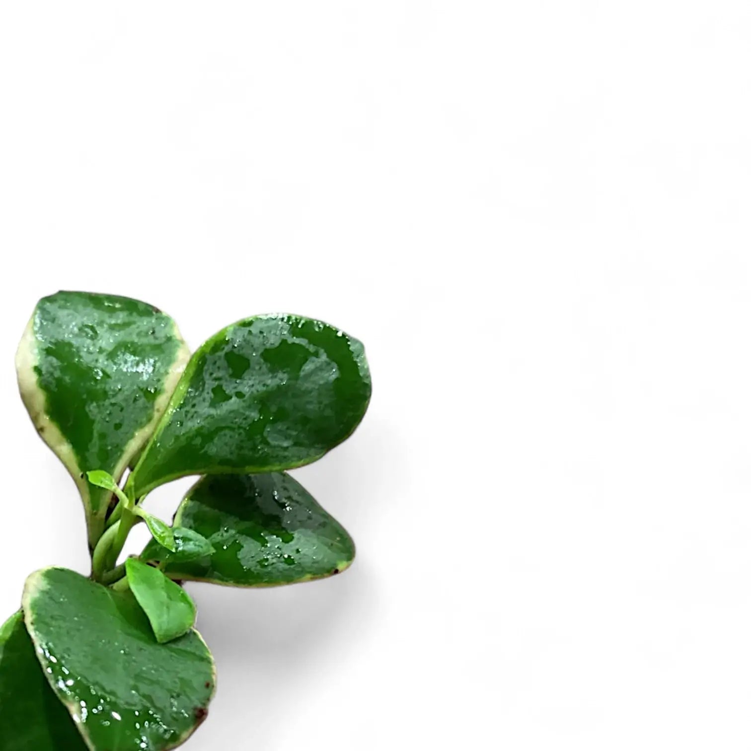 Hoya heuschkeliana albomarginata leaf close-up on white background.