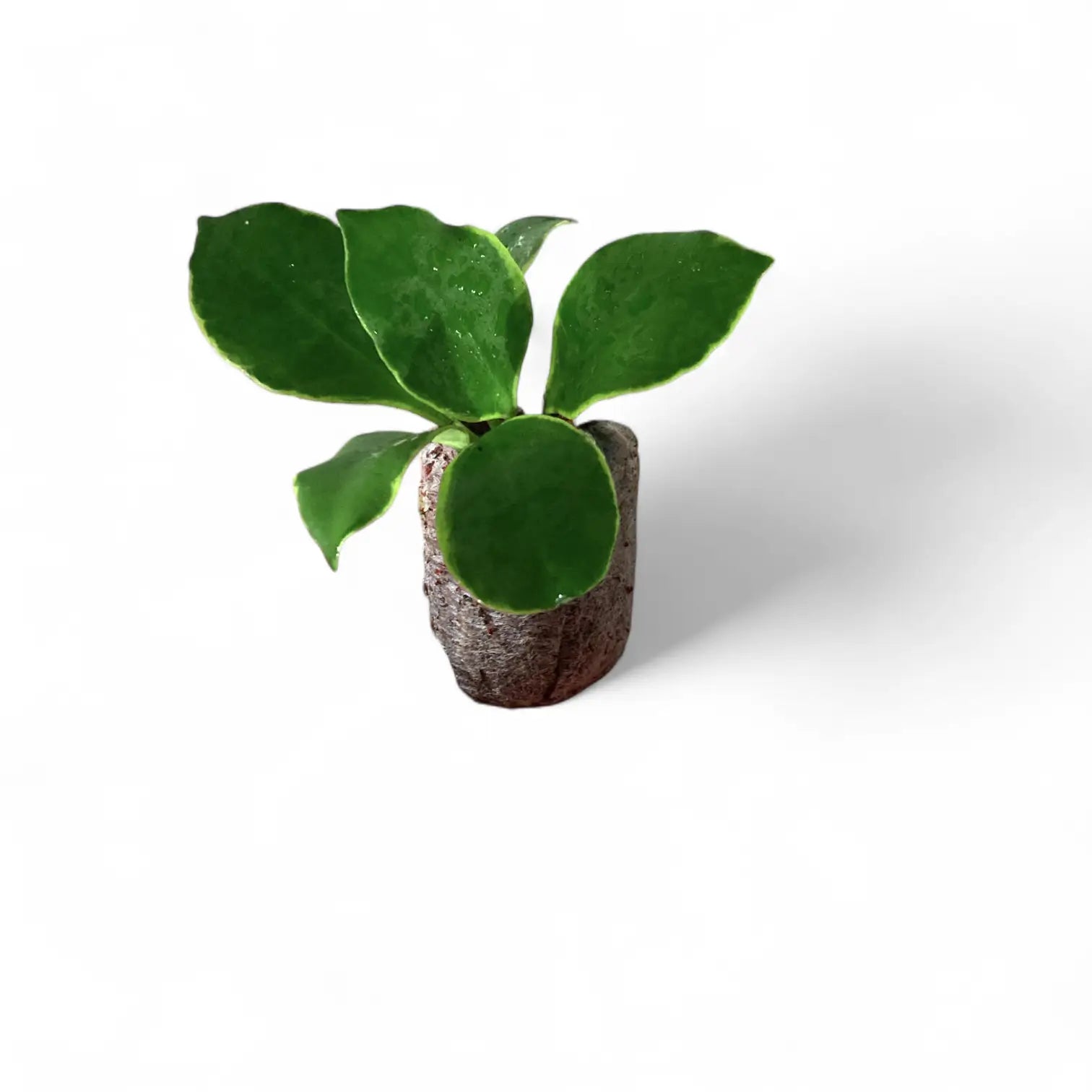 Hoya heuschkeliana albomarginata potted houseplant in nursery pot on white background, product photo 2.