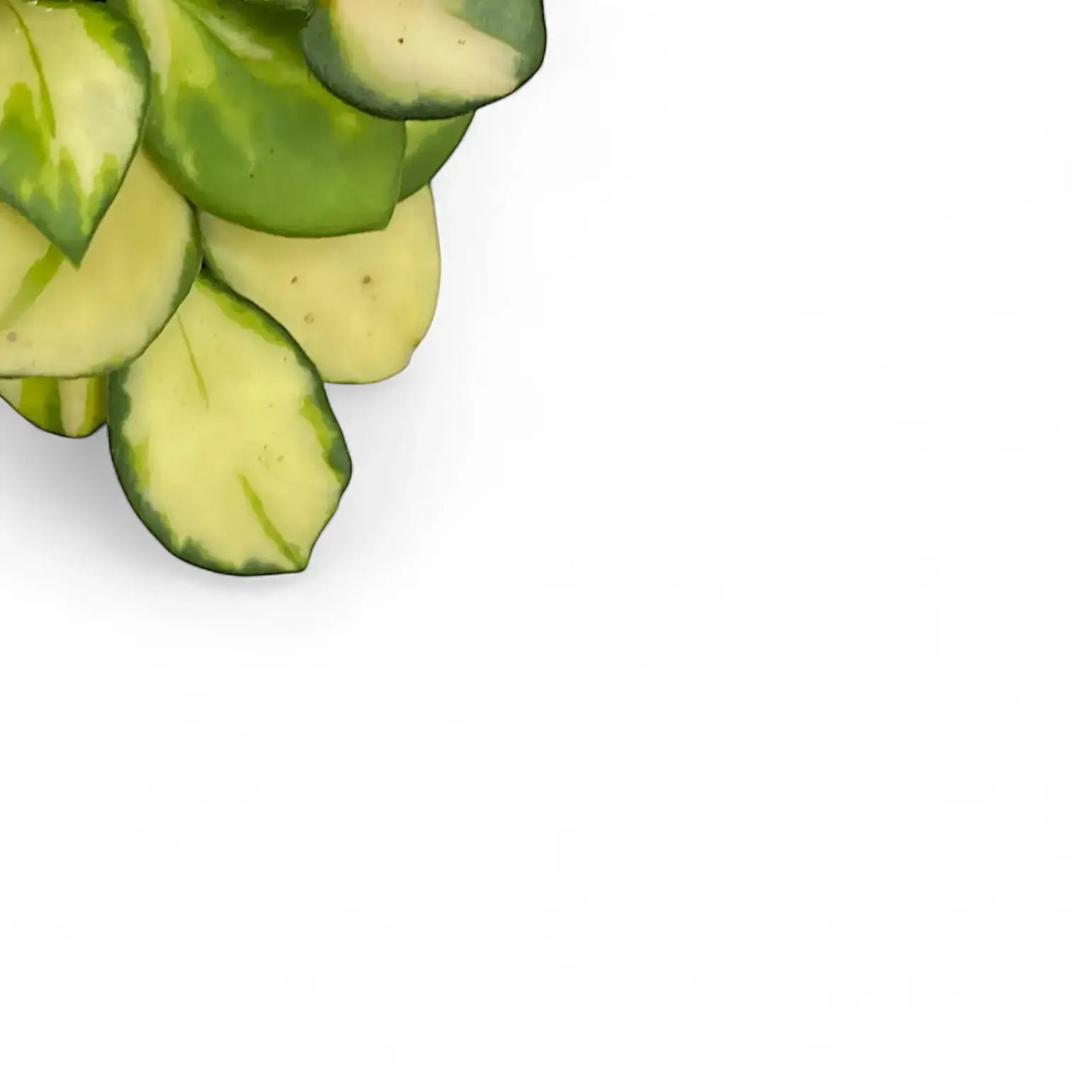 Hoya heuschkeliana variegata – Blattdetail vor weißem Hintergrund..