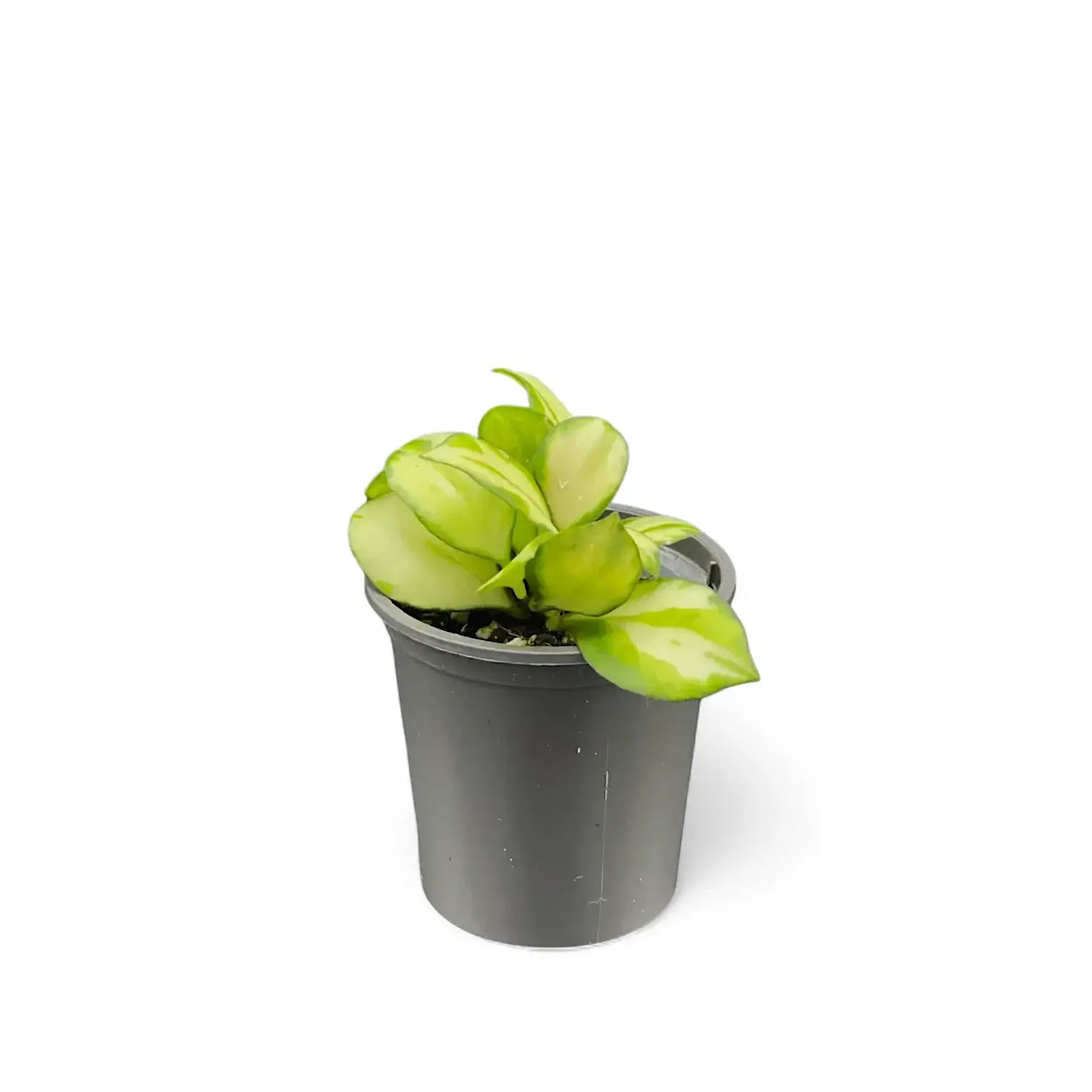 Hoya heuschkeliana variegata Zimmerpflanze im Anzuchttopf vor weißem Hintergrund, Produktfoto 3.