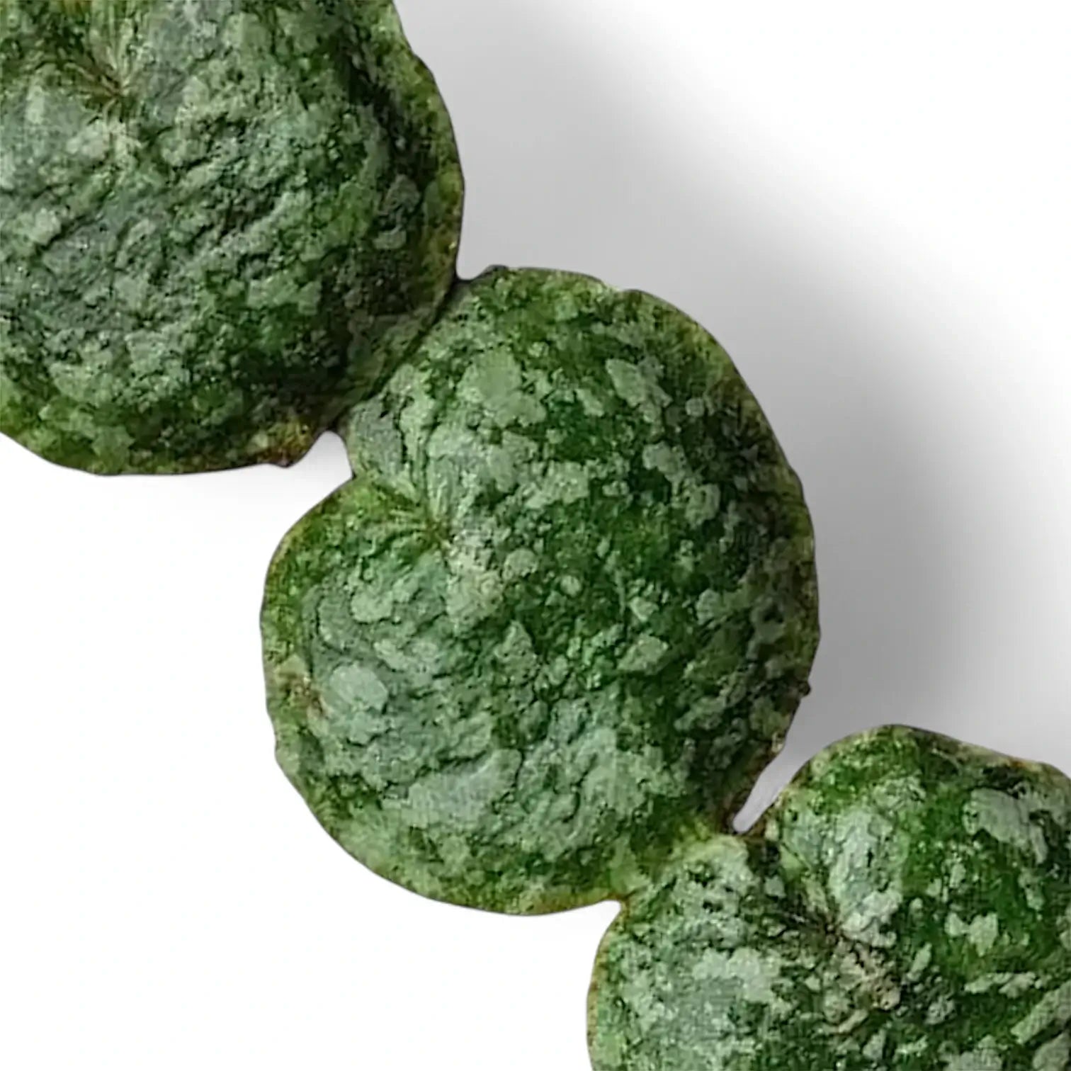 Hoya imbricata – Blattdetail vor weißem Hintergrund..