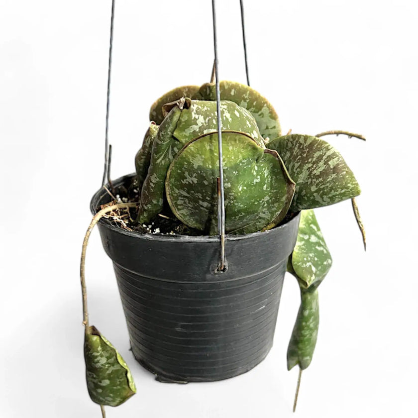 Hoya imbricata Zimmerpflanze im Anzuchttopf vor weiĂem Hintergrund, Produktfoto 2.