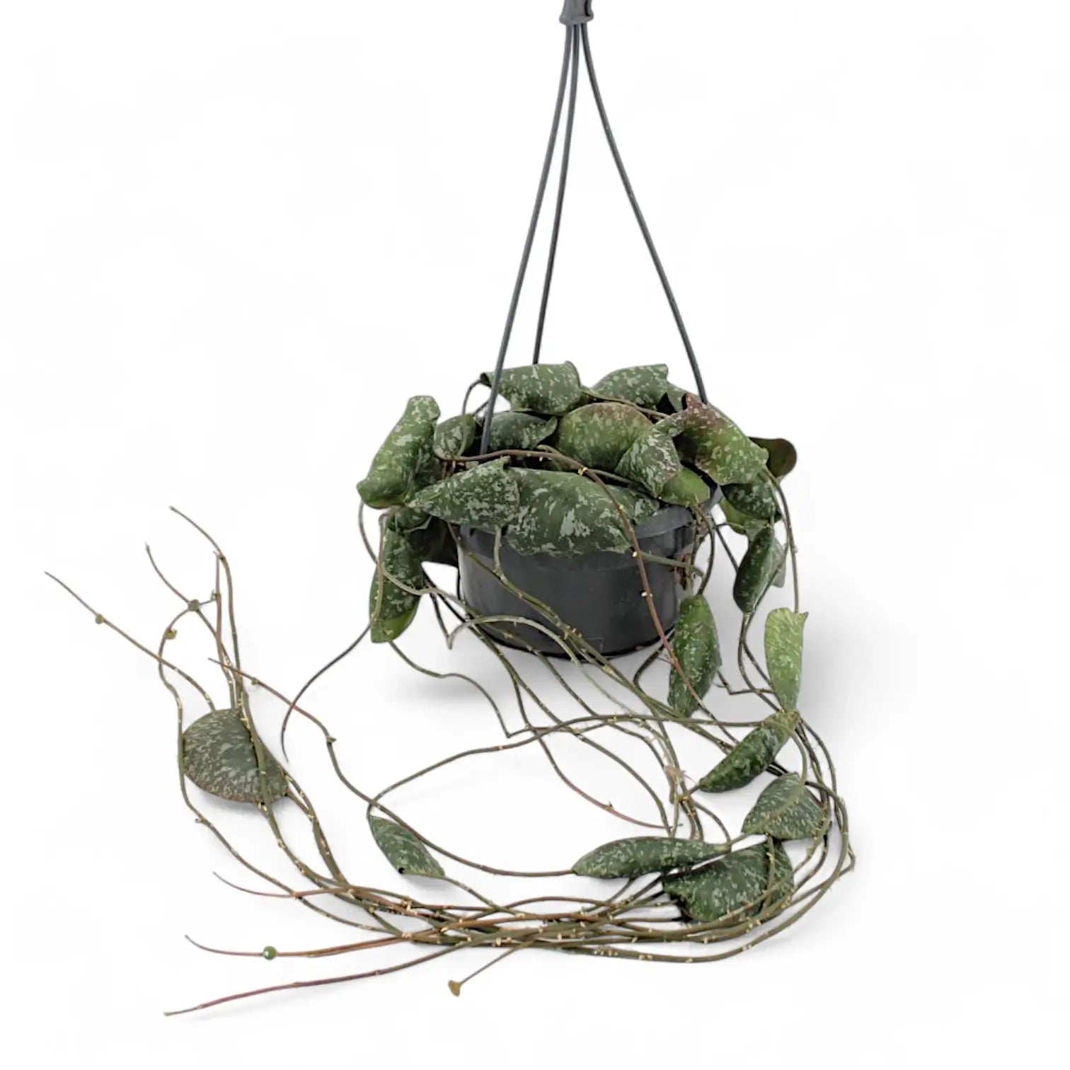 Hoya imbricata Zimmerpflanze im Anzuchttopf vor weißem Hintergrund, Produktfoto 5.