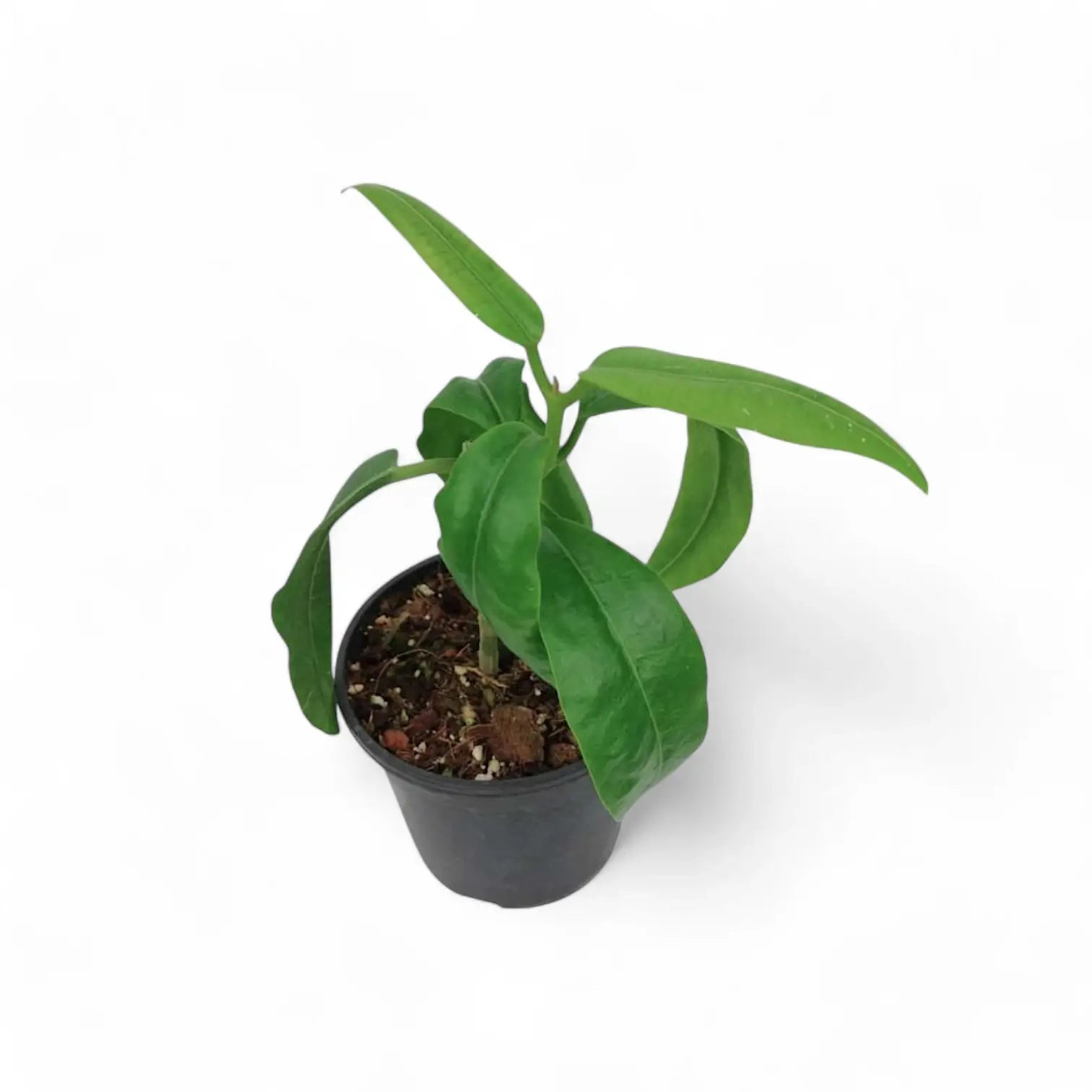 Hoya imperialis 'Red' potted houseplant in nursery pot on white background, product photo 3.