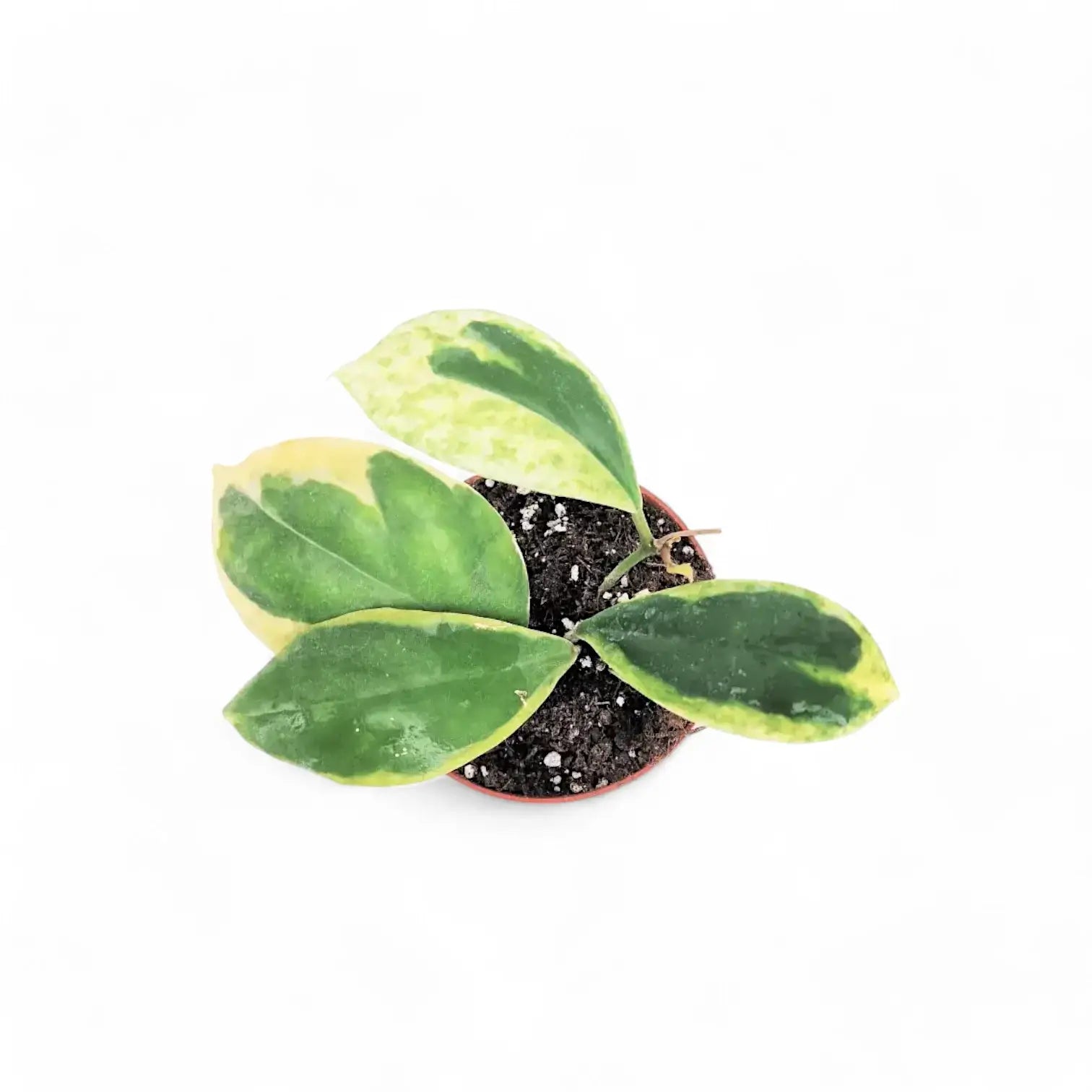 Hoya incrassata 'Eclipse' Zimmerpflanze im Anzuchttopf vor weiĂźem Hintergrund, Produktfoto 3.