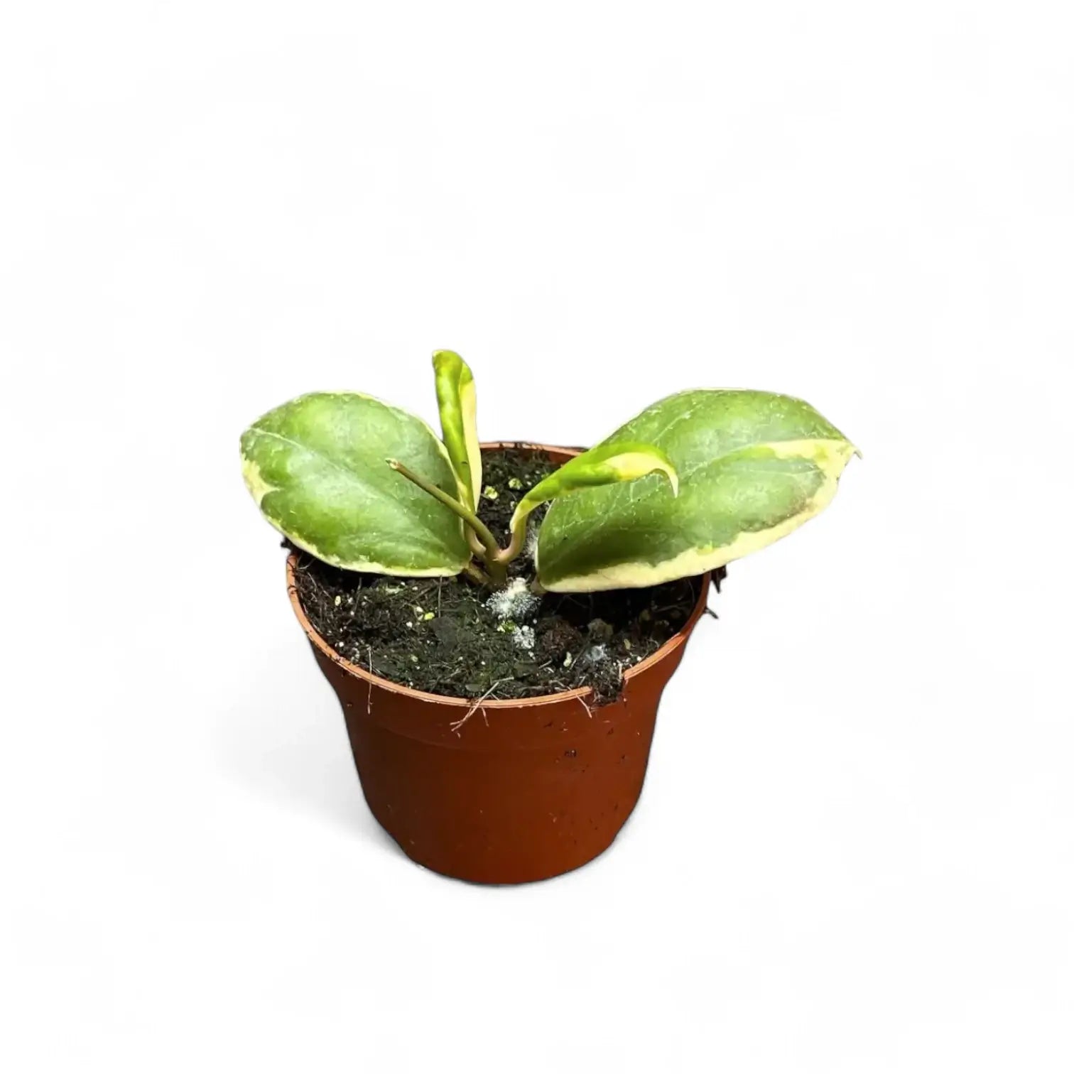 Hoya incrassata 'Eclipse' Zimmerpflanze im Anzuchttopf vor weiĂźem Hintergrund, Produktfoto 4.