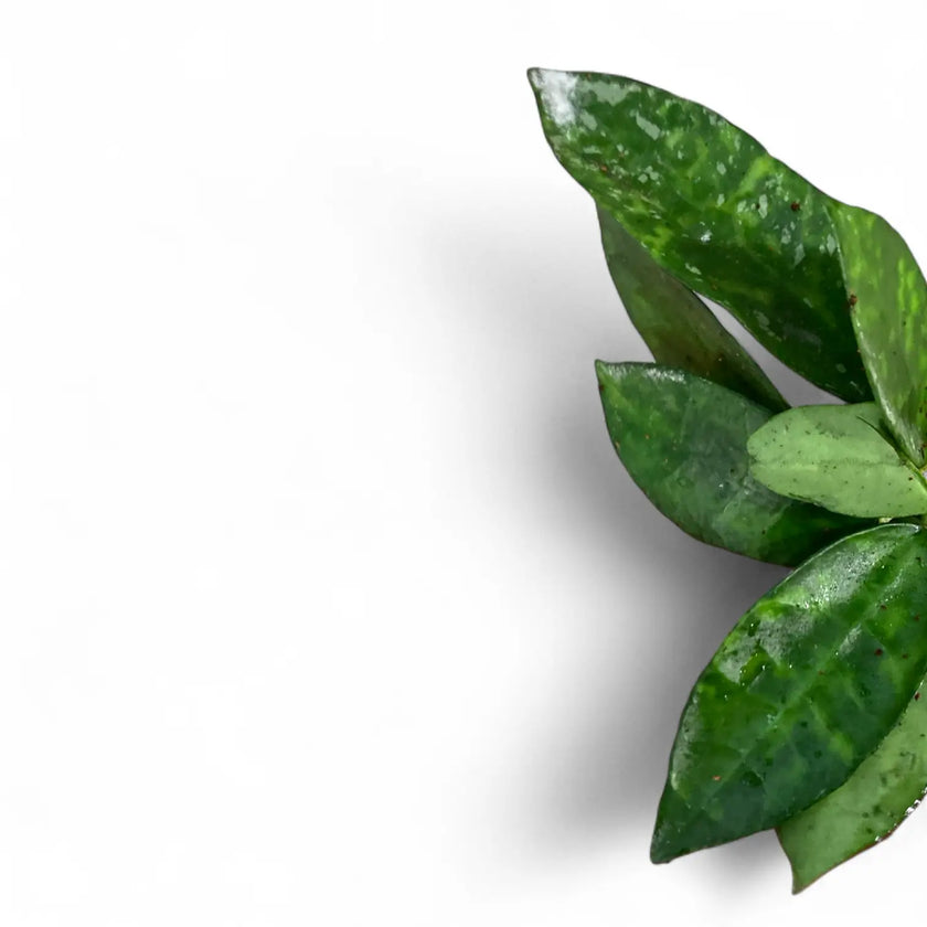 Hoya lacunosa 'Amarillo' – Blattdetail vor weißem Hintergrund..