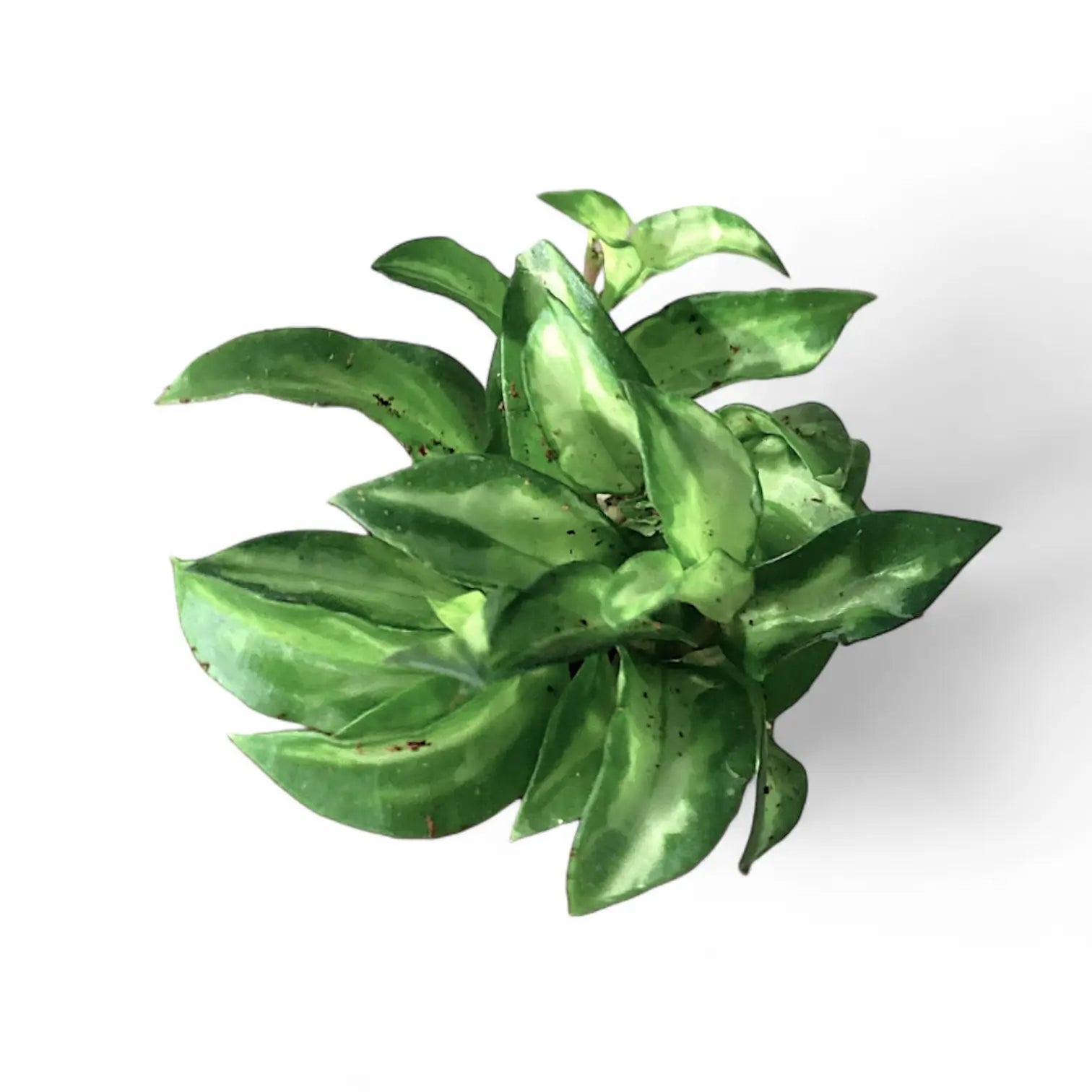 Hoya lacunosa ‘Bruno Tricolor’ leaf close-up on white background.