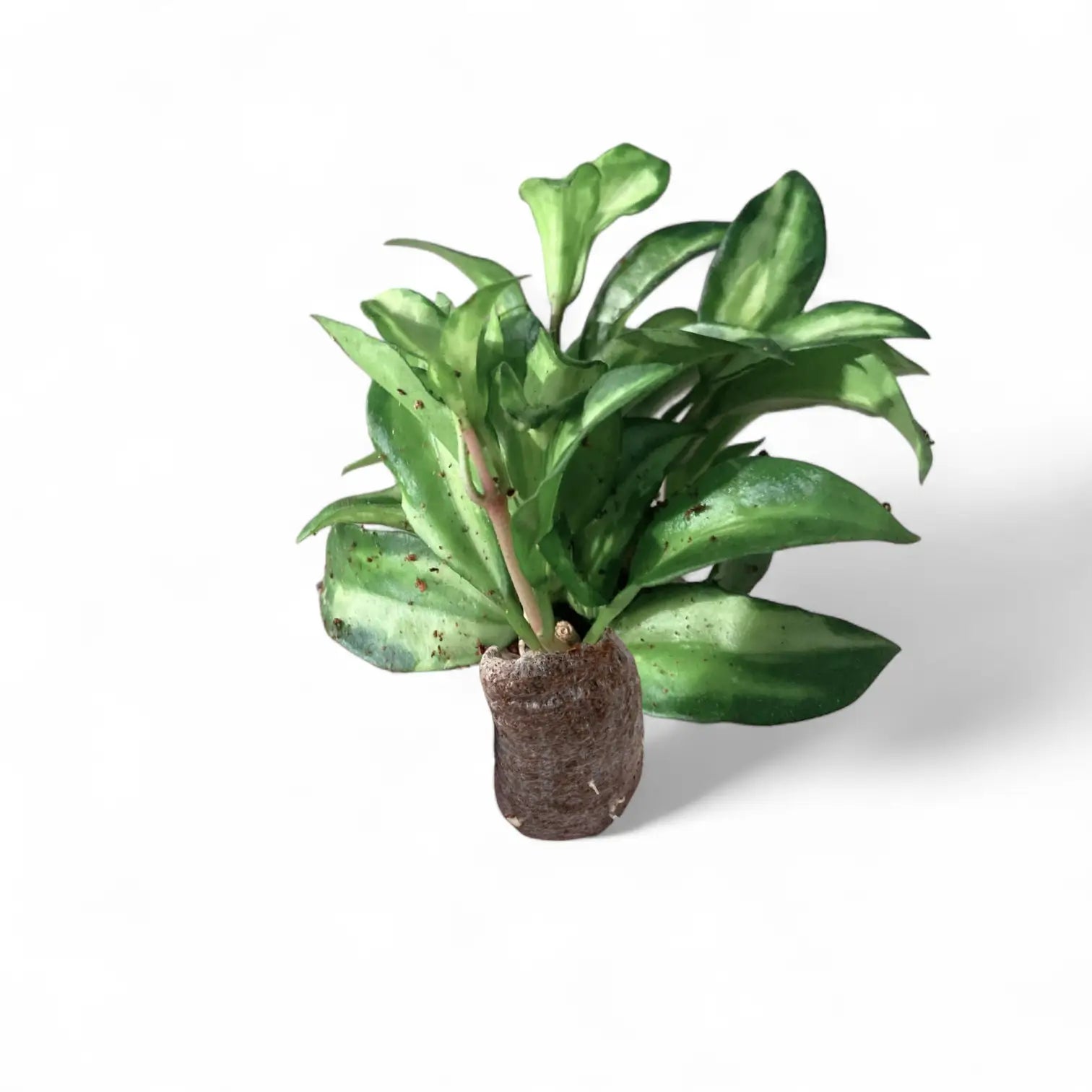 Hoya lacunosa ‘Bruno Tricolor’ potted houseplant in nursery pot on white background, product photo 3.