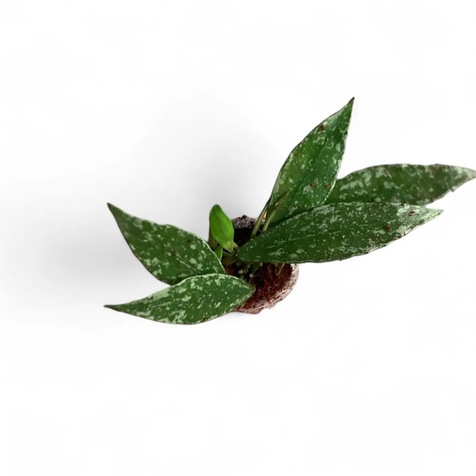 Hoya lacunosa 'Laos' potted houseplant in nursery pot on white background, product photo 2.