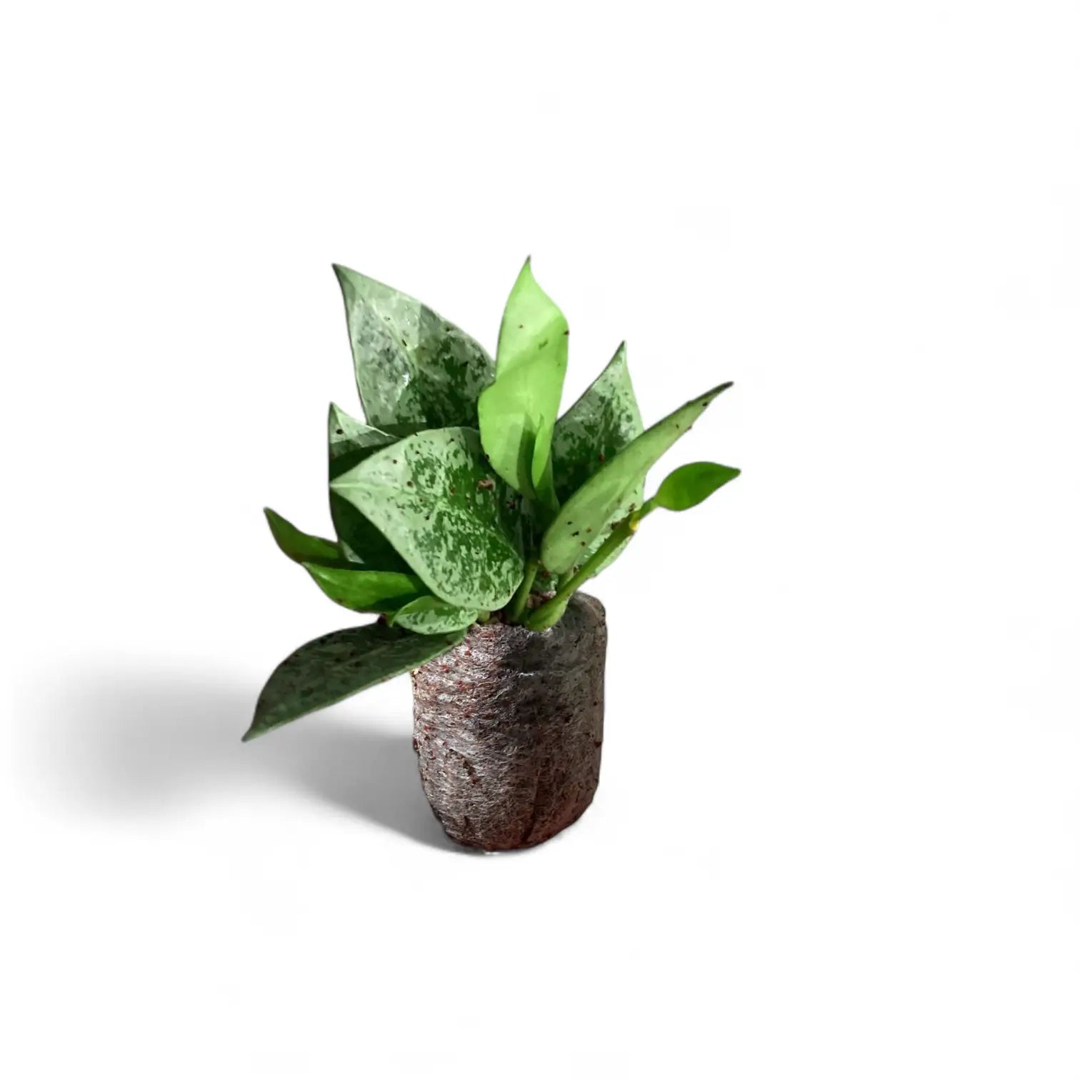 Hoya lacunosa 'Leopard Skin' potted houseplant in nursery pot on white background, product photo 2.