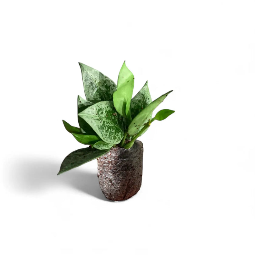 Hoya lacunosa 'Leopard Skin' Zimmerpflanze im Anzuchttopf vor weißem Hintergrund, Produktfoto 2.