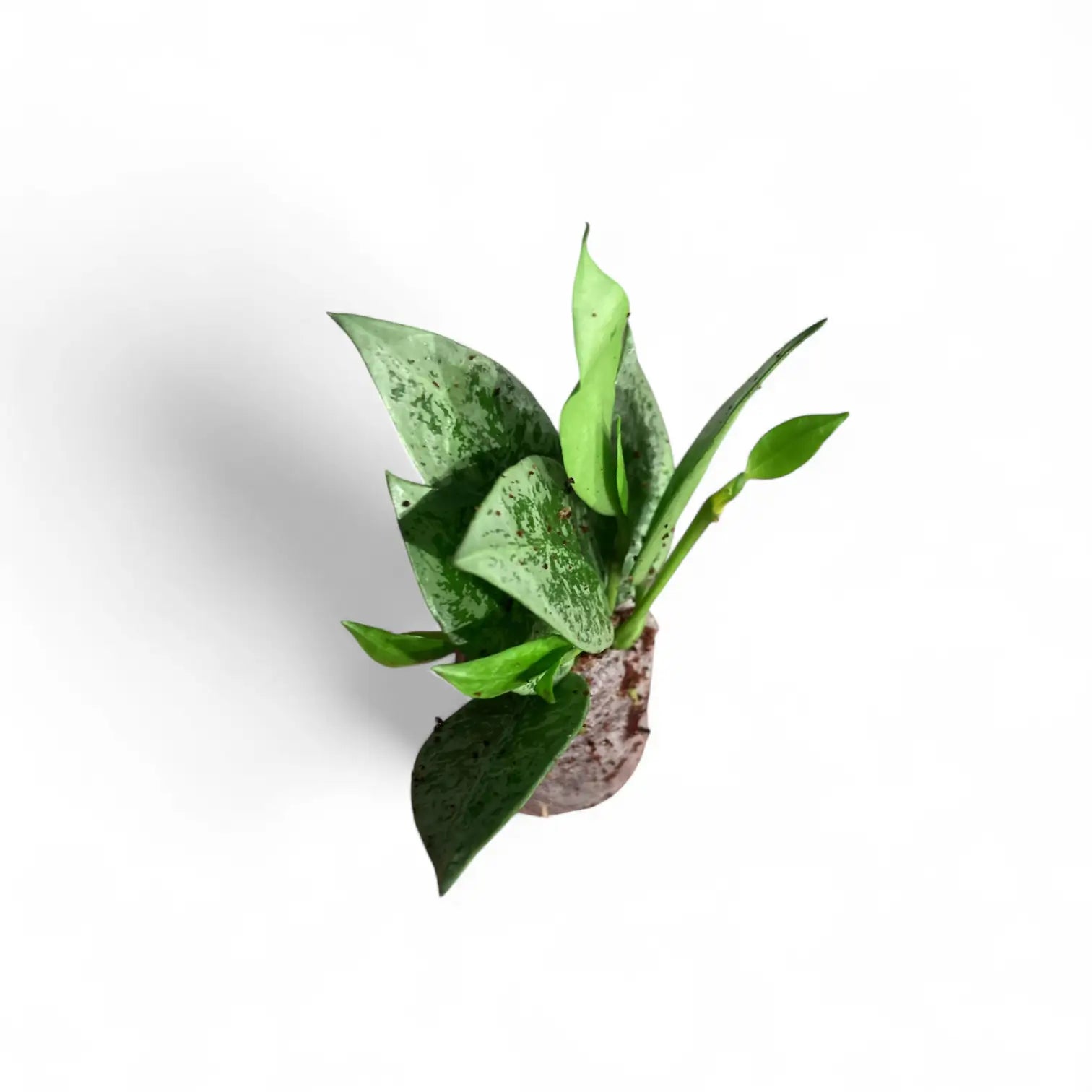 Hoya lacunosa 'Leopard Skin' potted houseplant in nursery pot on white background, product photo 3.