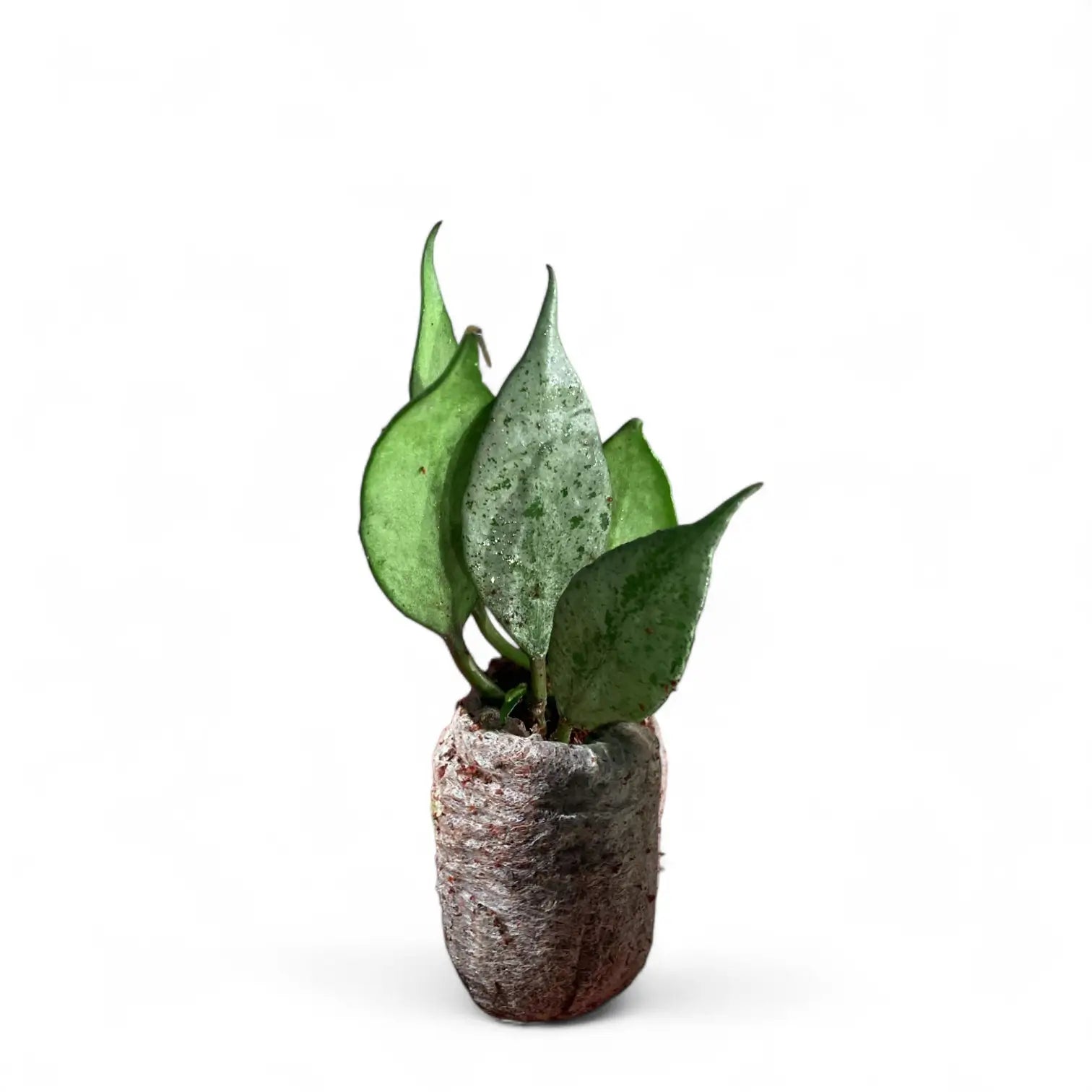Hoya lacunosa 'Mint' potted houseplant in nursery pot on white background, product photo 3.