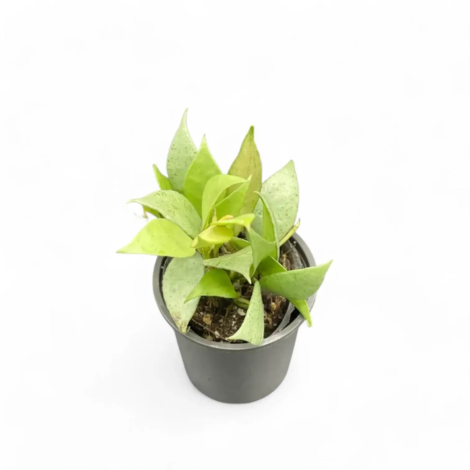 Hoya lacunosa 'Mint' potted houseplant in nursery pot on white background, product photo 5.