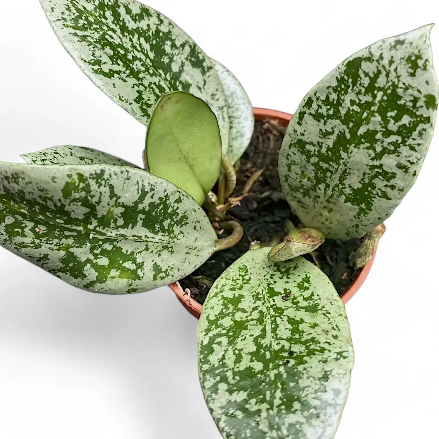 Hoya lacunosa 'Splash' potted houseplant in nursery pot on white background, product photo 2.