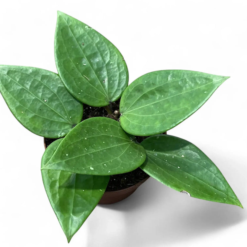Hoya latifolia potted houseplant in nursery pot on white background, product photo 2.