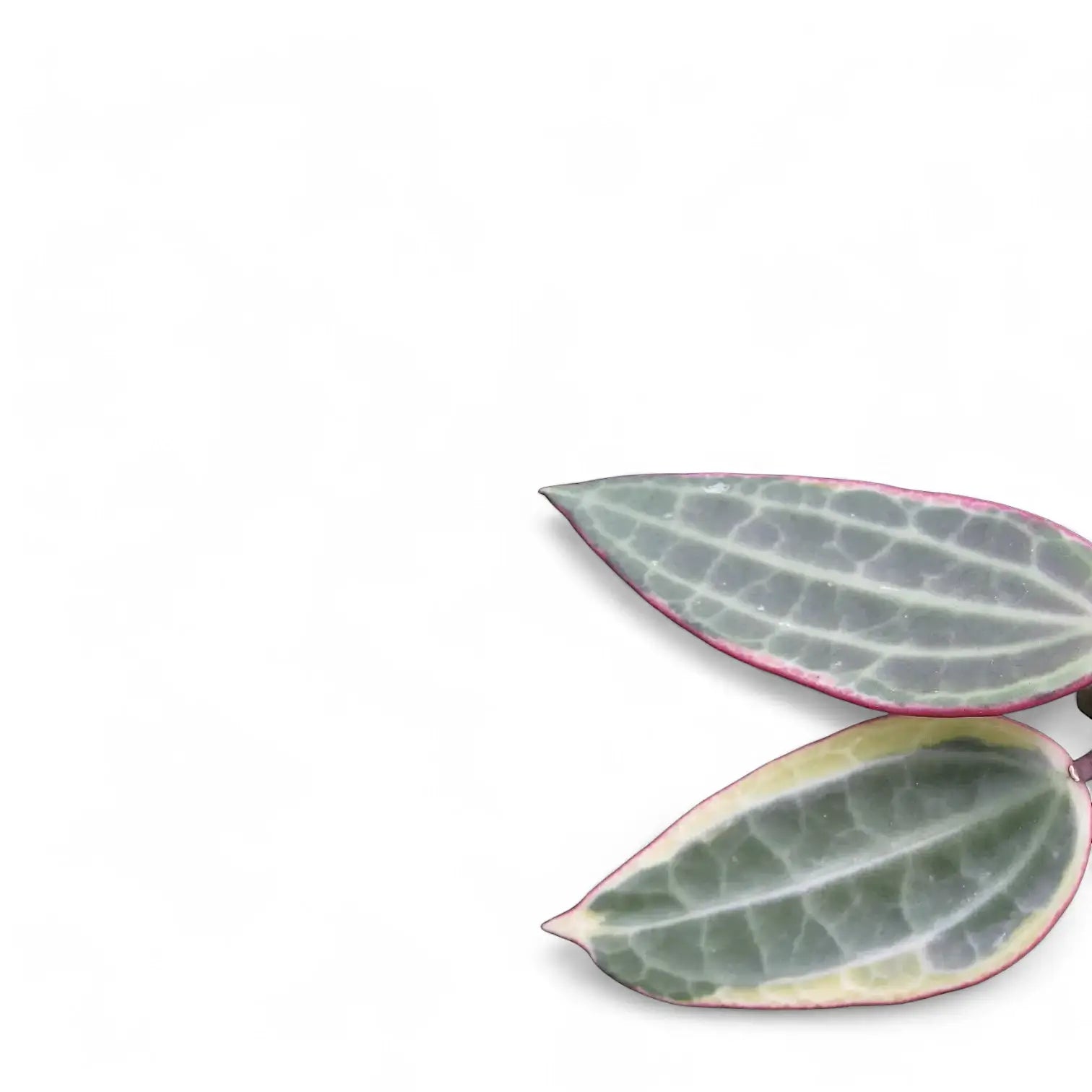 Nahaufnahme eines Blatts von Hoya latifolia 'Albomarginata' vor weiĂźem Hintergrund.