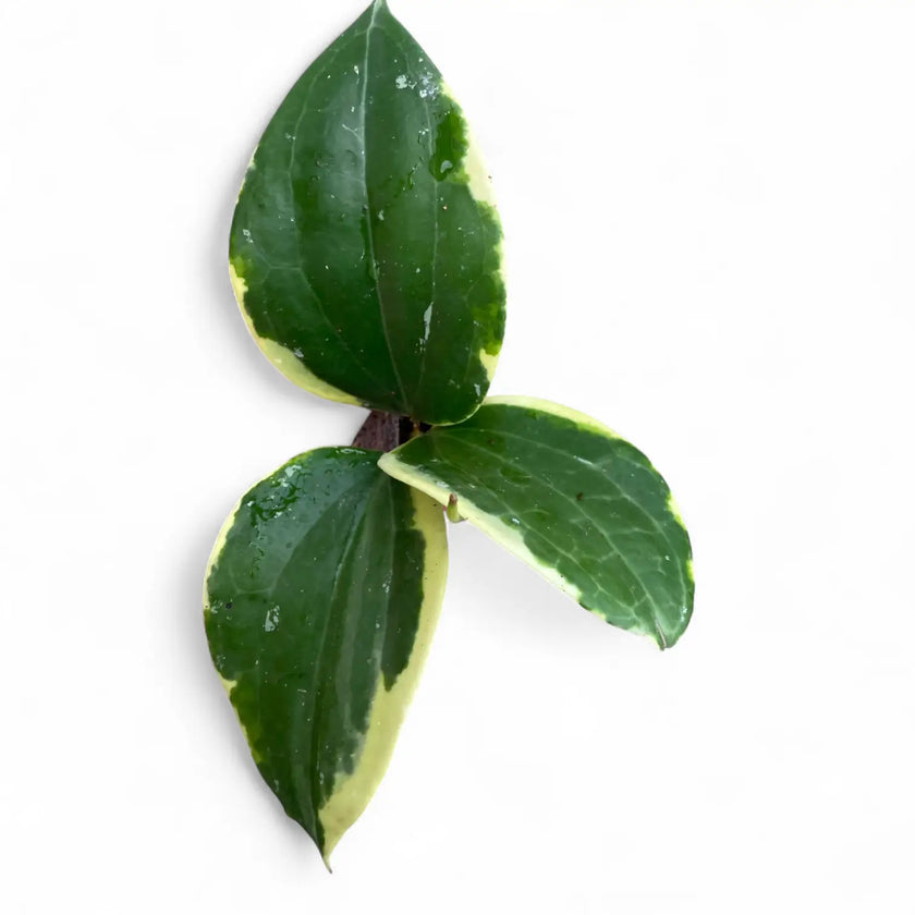 Hoya latifolia 'Albomarginata Round Leaf' potted houseplant in nursery pot on white background, product photo 2.