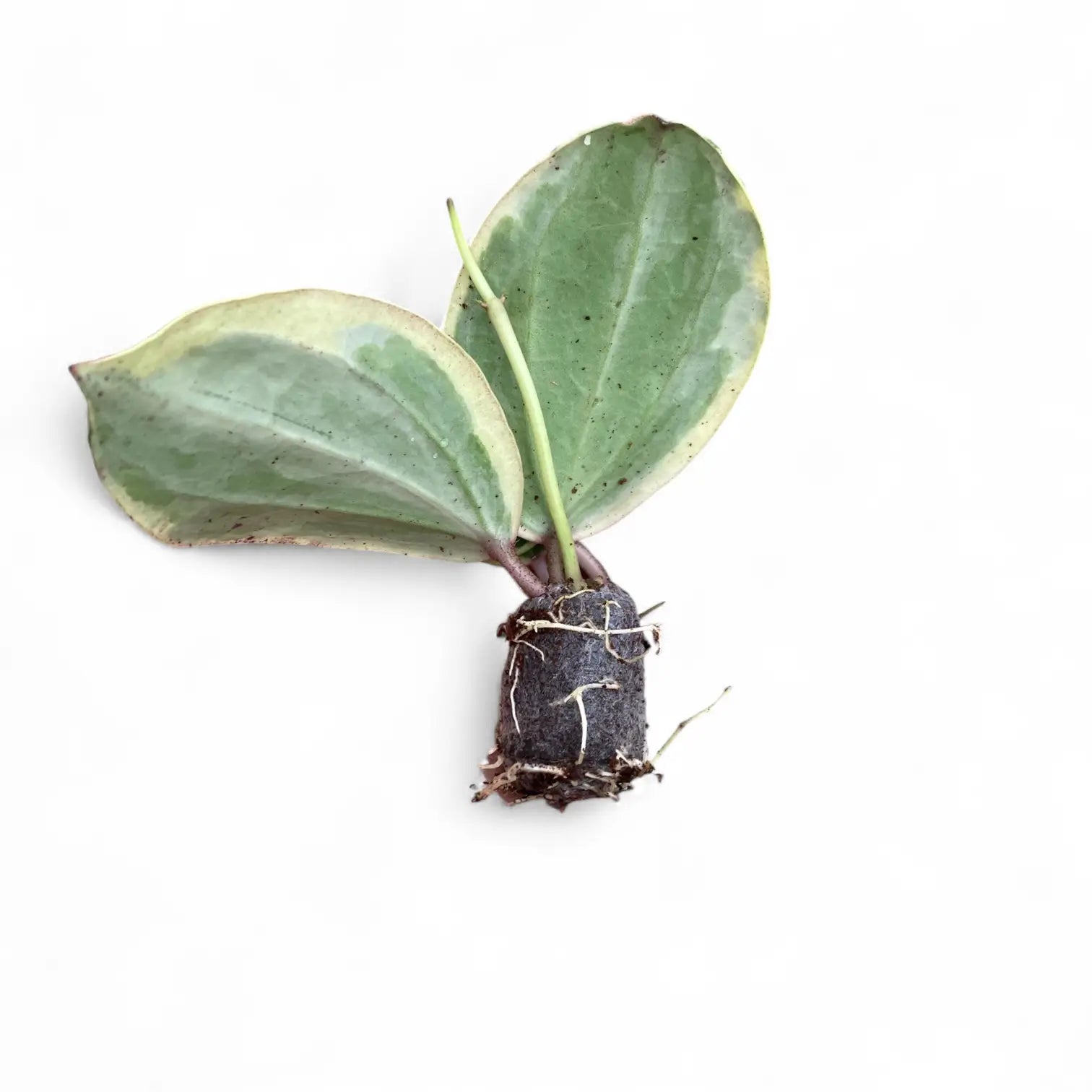 Hoya latifolia 'Albomarginata Round Leaf' potted houseplant in nursery pot on white background, product photo 3.