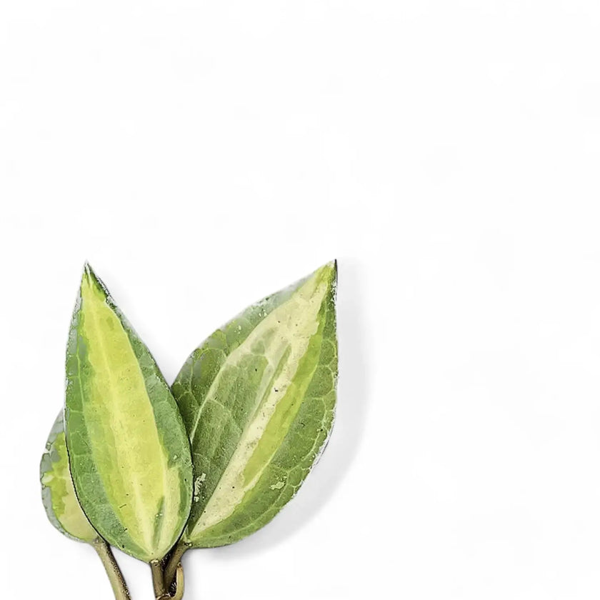 Hoya latifolia 'Pot of Gold' leaf close-up on white background.