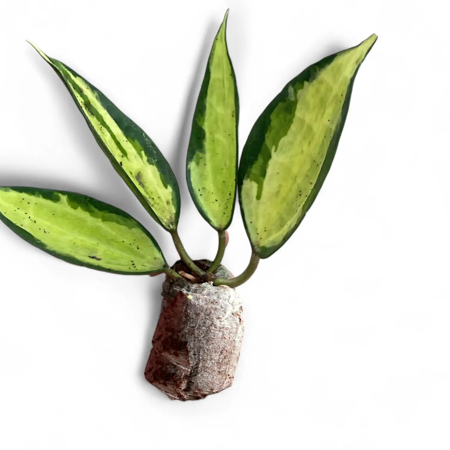 Hoya latifolia 'Pot of Gold' potted houseplant in nursery pot on white background, product photo 3.