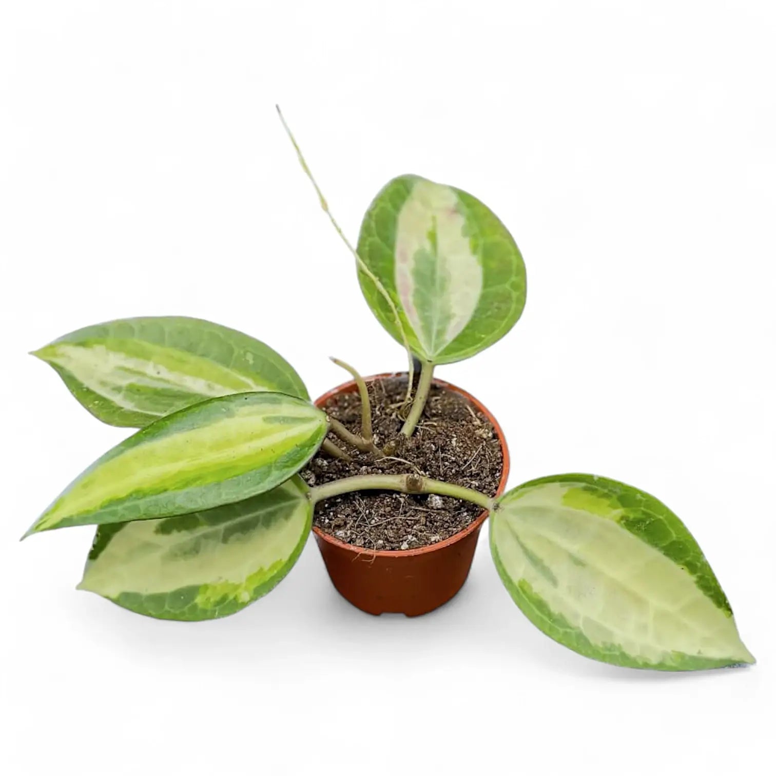 Hoya latifolia 'Pot of Gold' potted houseplant in nursery pot on white background, product photo 5.